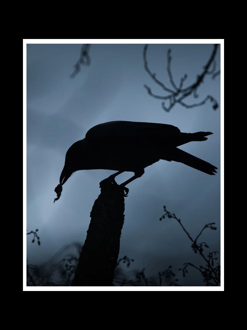 crow-silhouette-fine-art-print-nature-photography.jpg