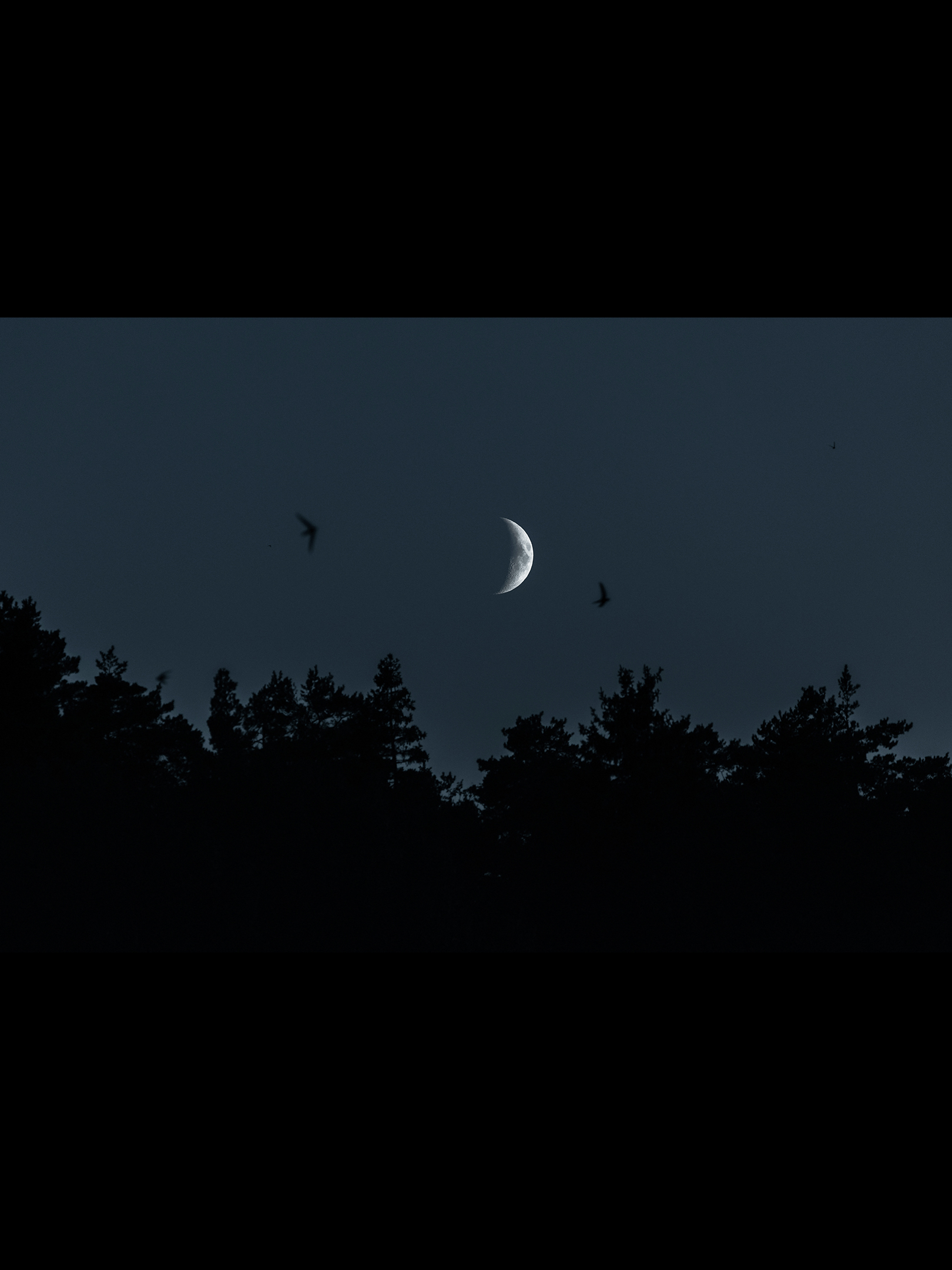 Dark-woods-2x3.png