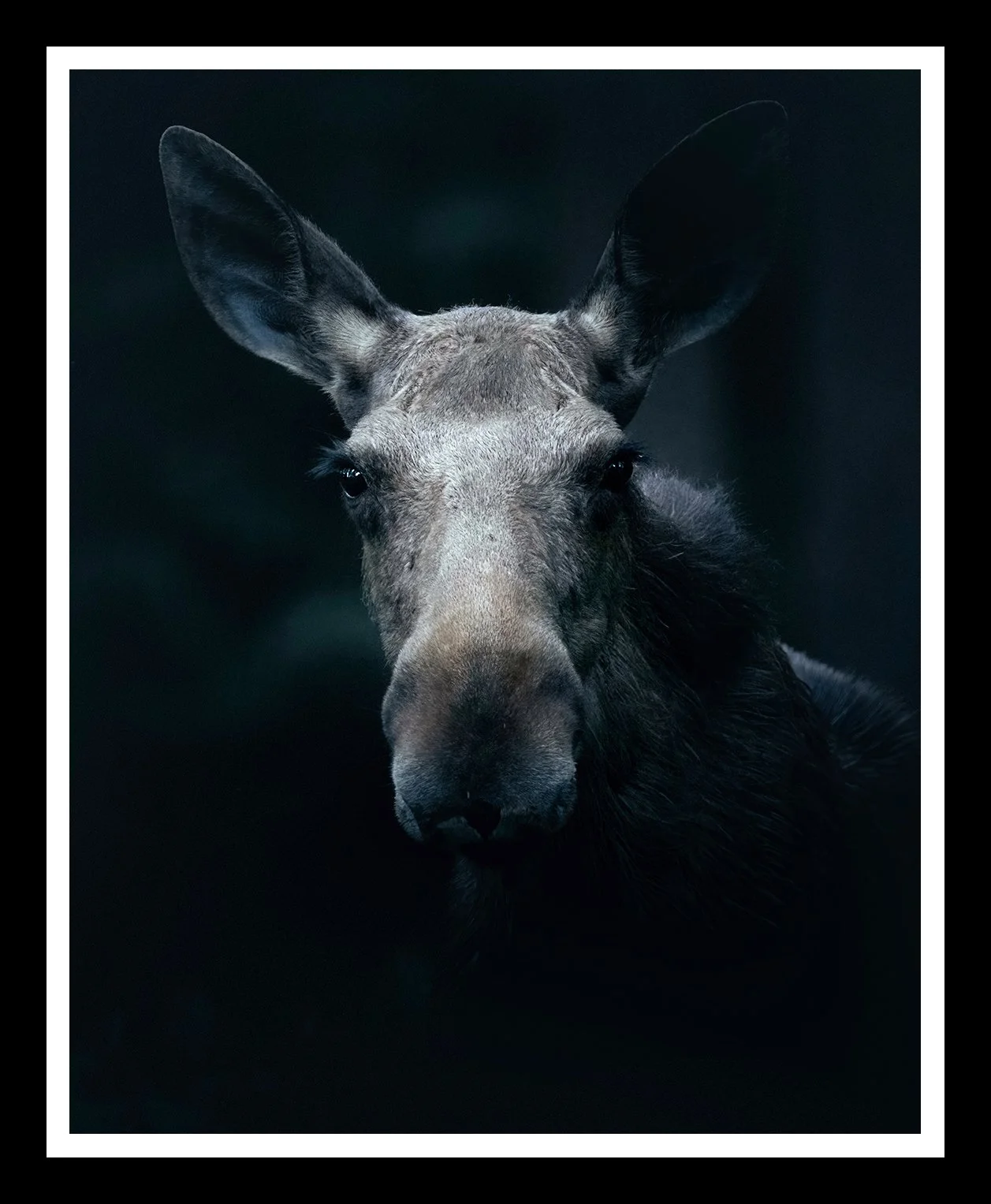 Moose-4x5-r.jpg