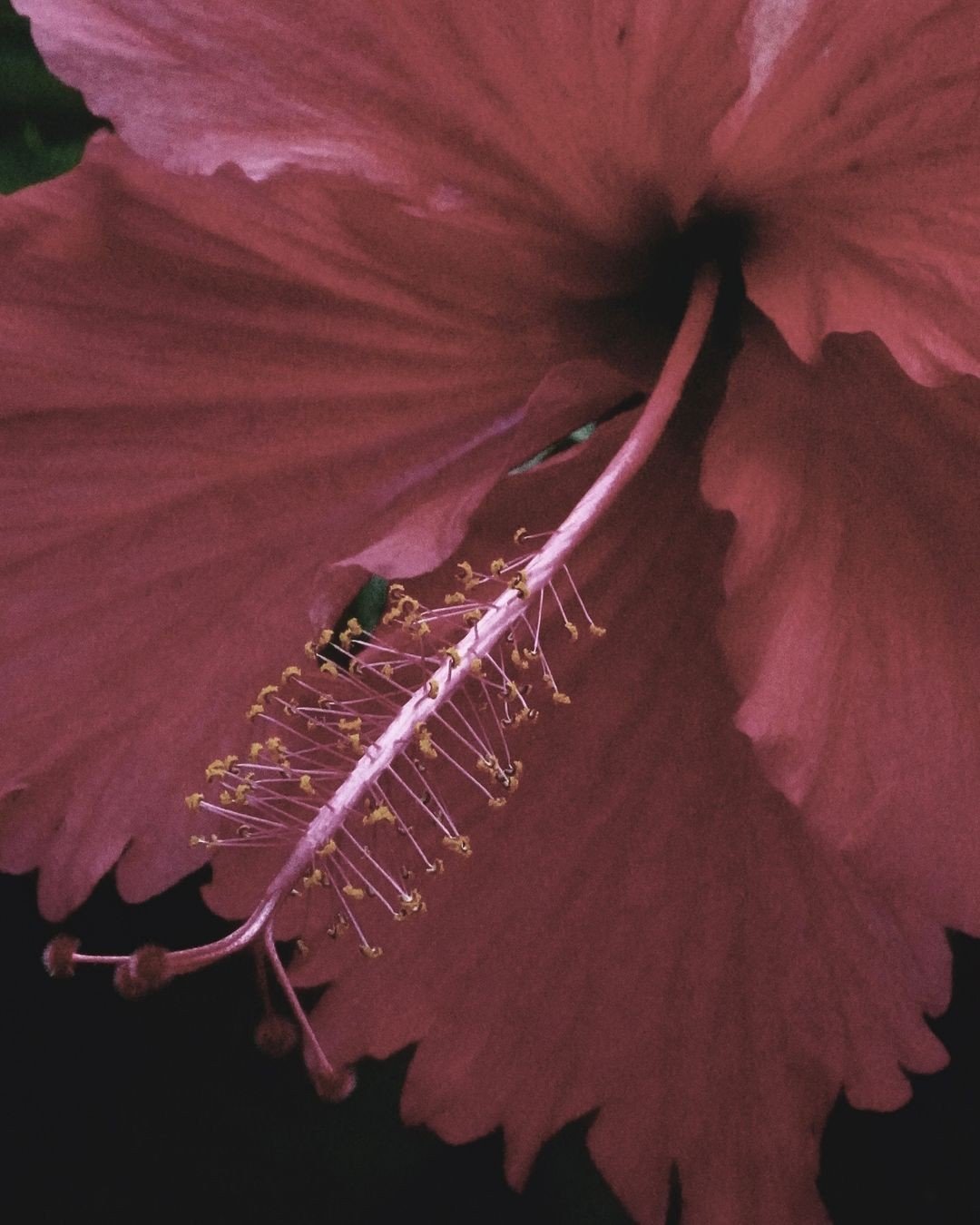 Dandou_Hibiscus.jpeg