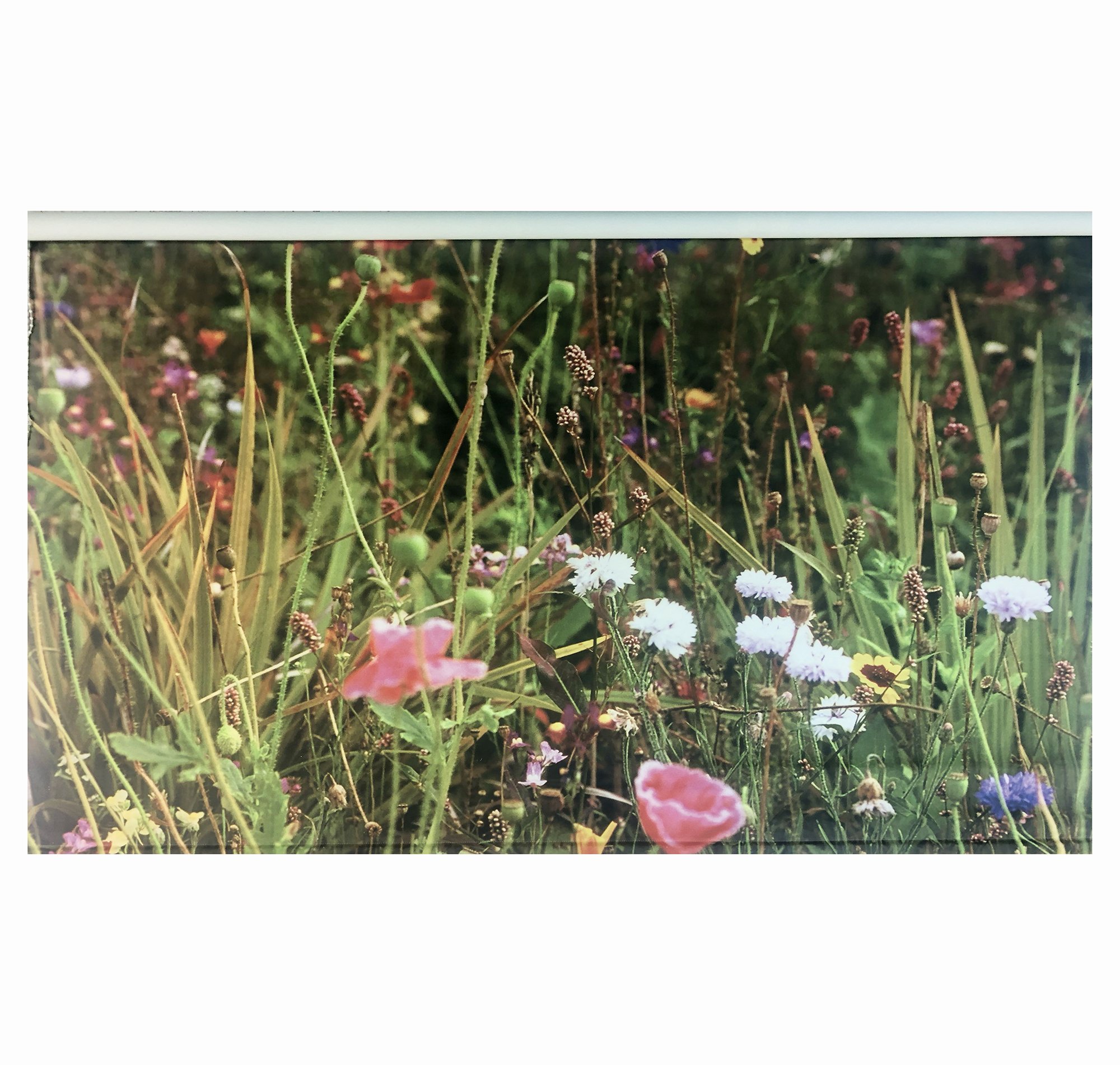 Meadow 118cm drop by 167.5cm width web.jpg