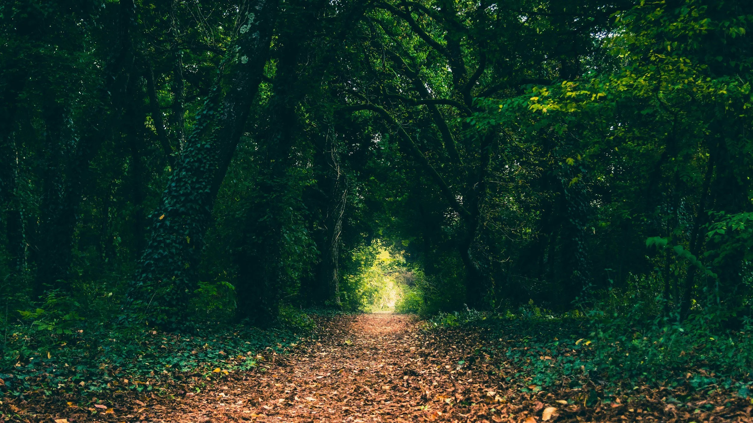 A forest path covered in fallen leaves, surrounded by dense trees and greenery, leading to a bright opening.