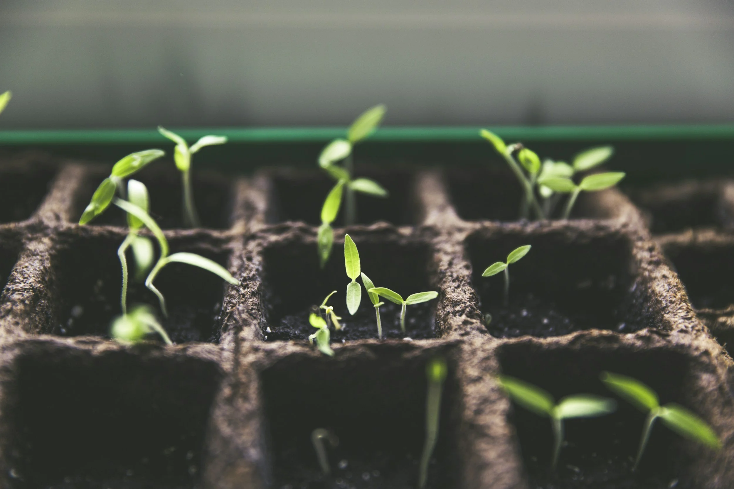 Close-up of young green seedlings growing in soil-filled seedling trays.