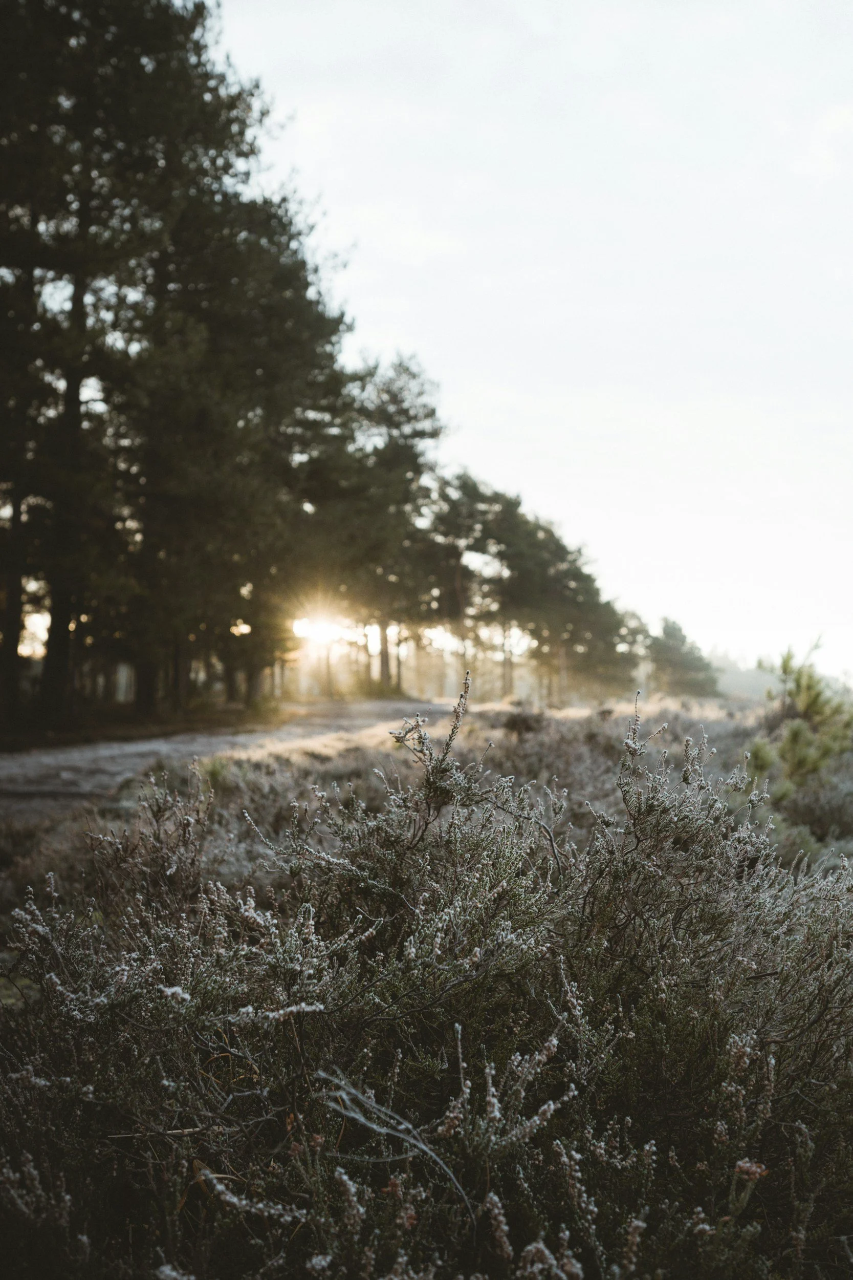 Sunrise over a forest path with frost-covered vegetation and pine trees.