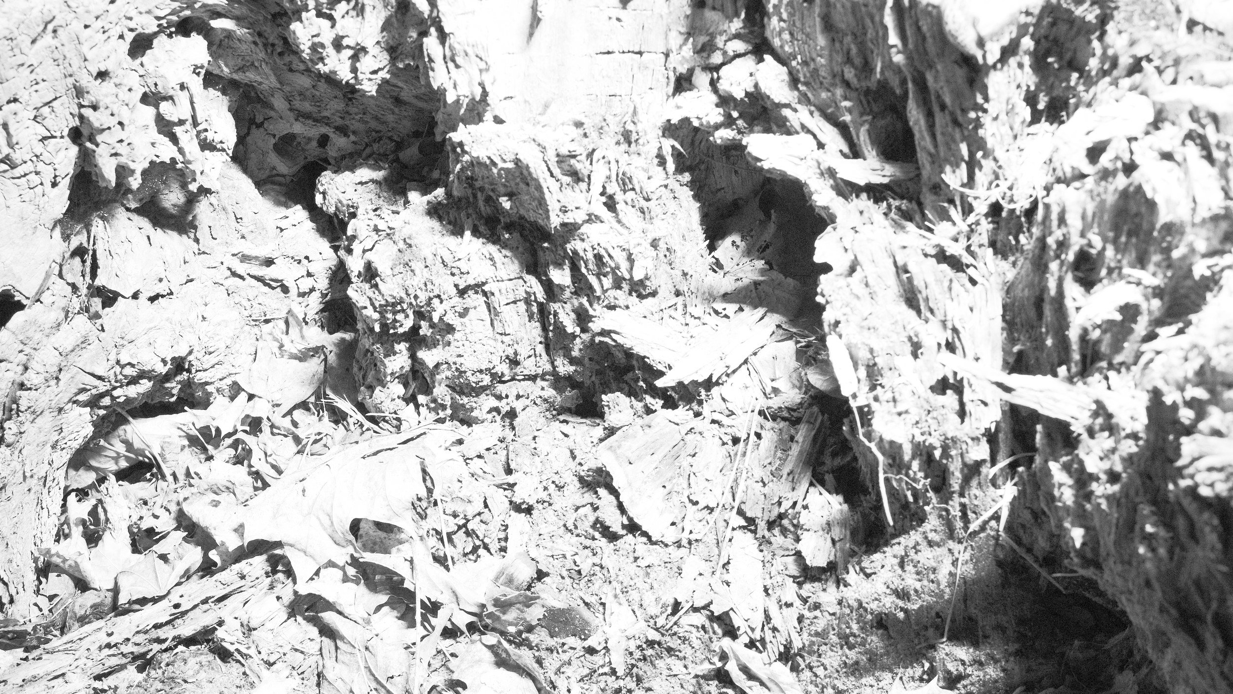 _DSF0178.1.jpg