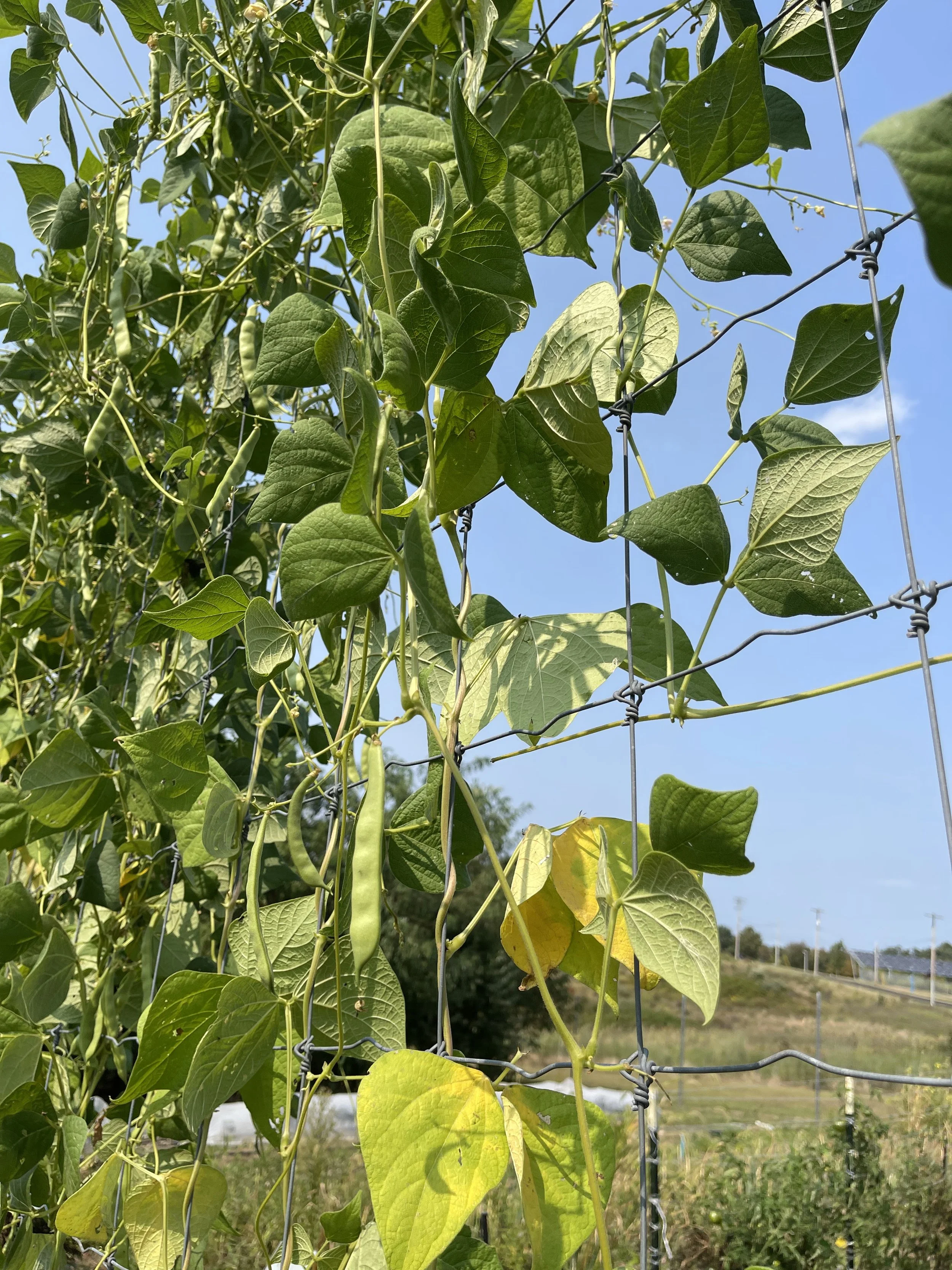 Growing Heritage and Culturally Relevant Foods through Seed Saving