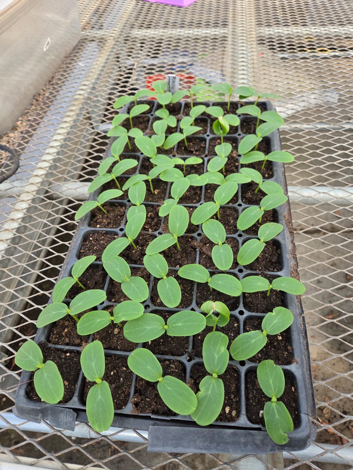 The Farm is Growing Again