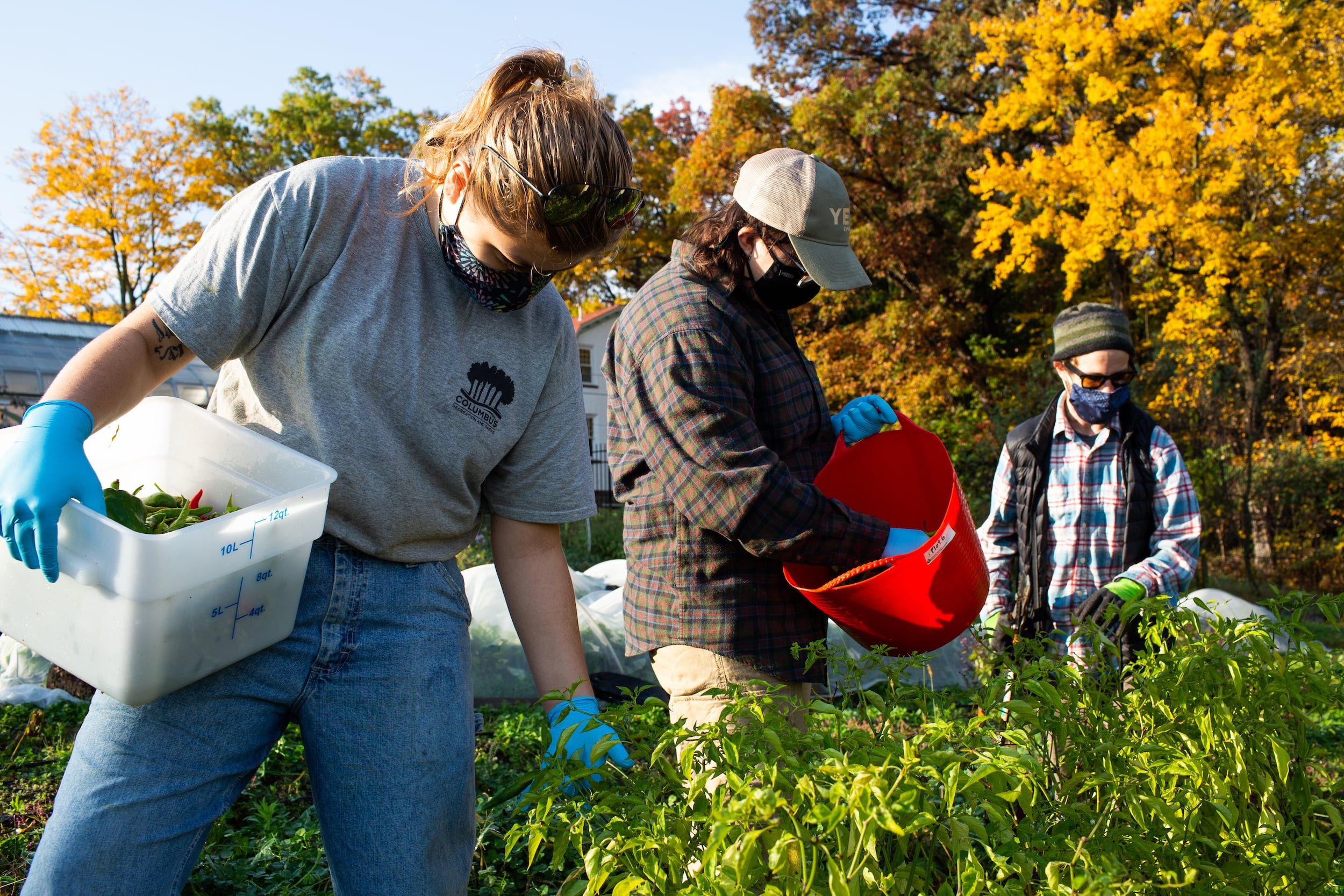 Three people wearing masks and gloves harvesting vegetables on a farm during fall with trees showing orange and yellow leaves.