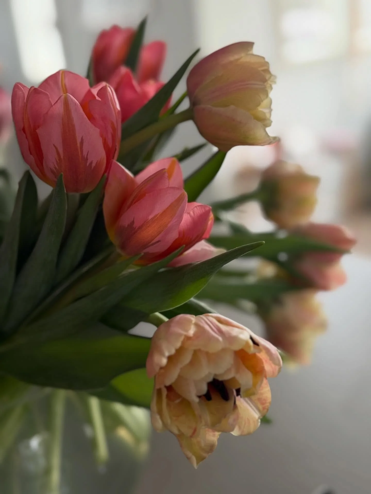 Siis Kev&auml;t 🌷🌷🌷🌷🌷🌷🌷🌷🌷🌷🌷🌷🌷🌷🌷🌷

Paras kaikista vuodenajoista! ☀️🌱

Lapset p&auml;&auml;si fillaroimaan ja min&auml; s&ouml;in j&auml;&auml;tel&ouml;n auringonpaisteessa, mies lanaa hiekkatiet&auml;. Linnut laulaa ja koirankakat nou