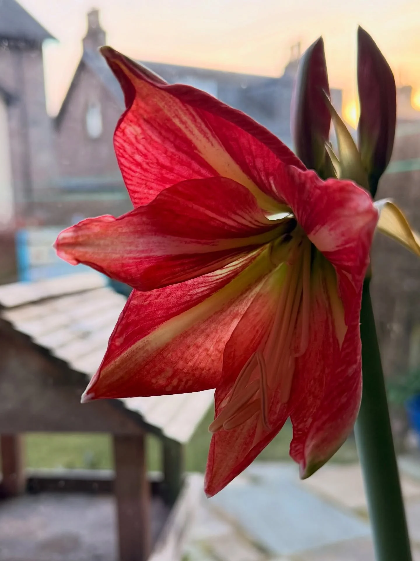 A superb morning at @inthebotanics with M&amp;E whose wedding ceremony I&rsquo;ll be conducting there in May. 
Great to hear more about how they met, what they mean to each other, what they have helped each other through, and how they would *love* th