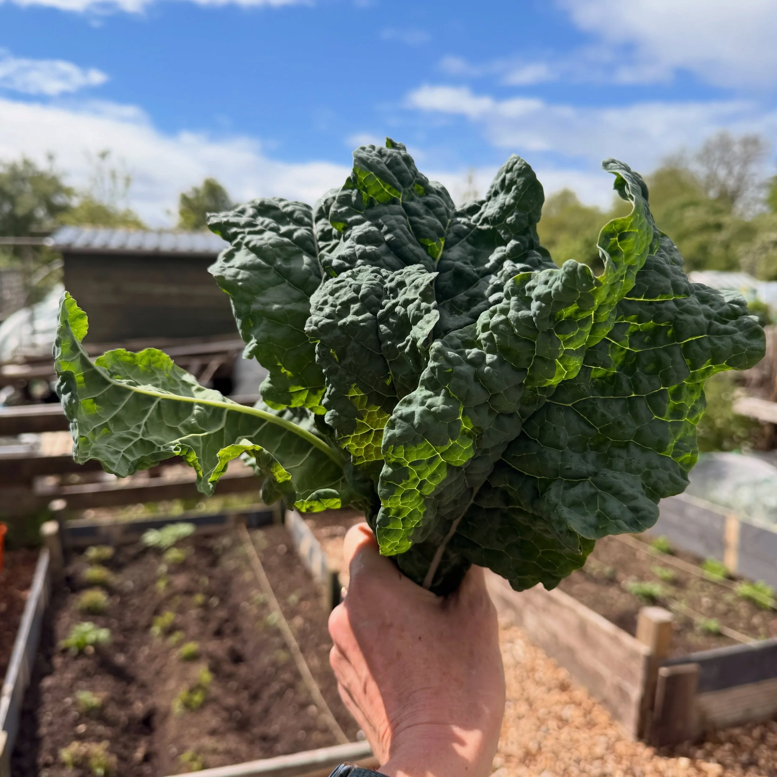 A kale bouquet. 
Think these would catch on for weddings?😁🥬❤️