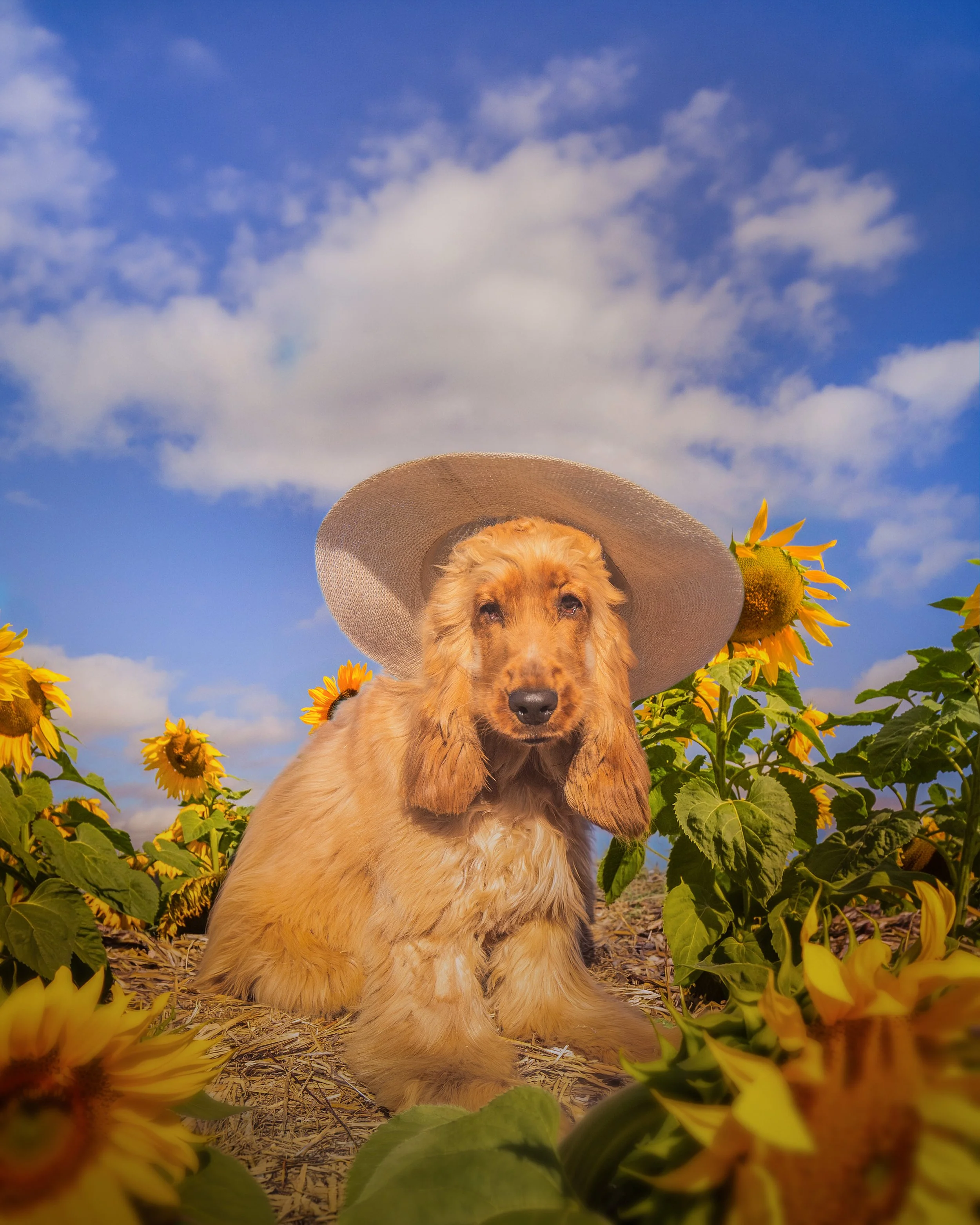 Exploring Queensland’s sunflower fields with your dog and take the best photos