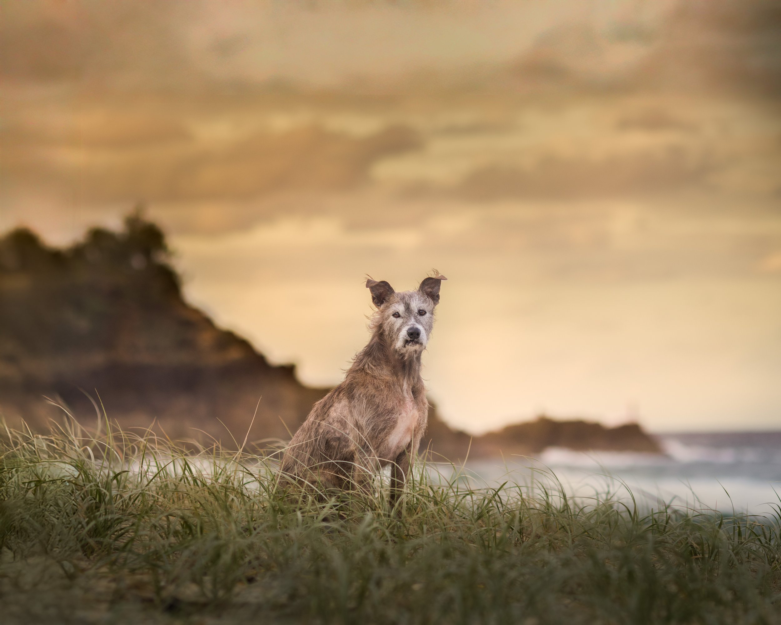 Top 5 Dog Photoshoot Locations on the Sunshine Coast
