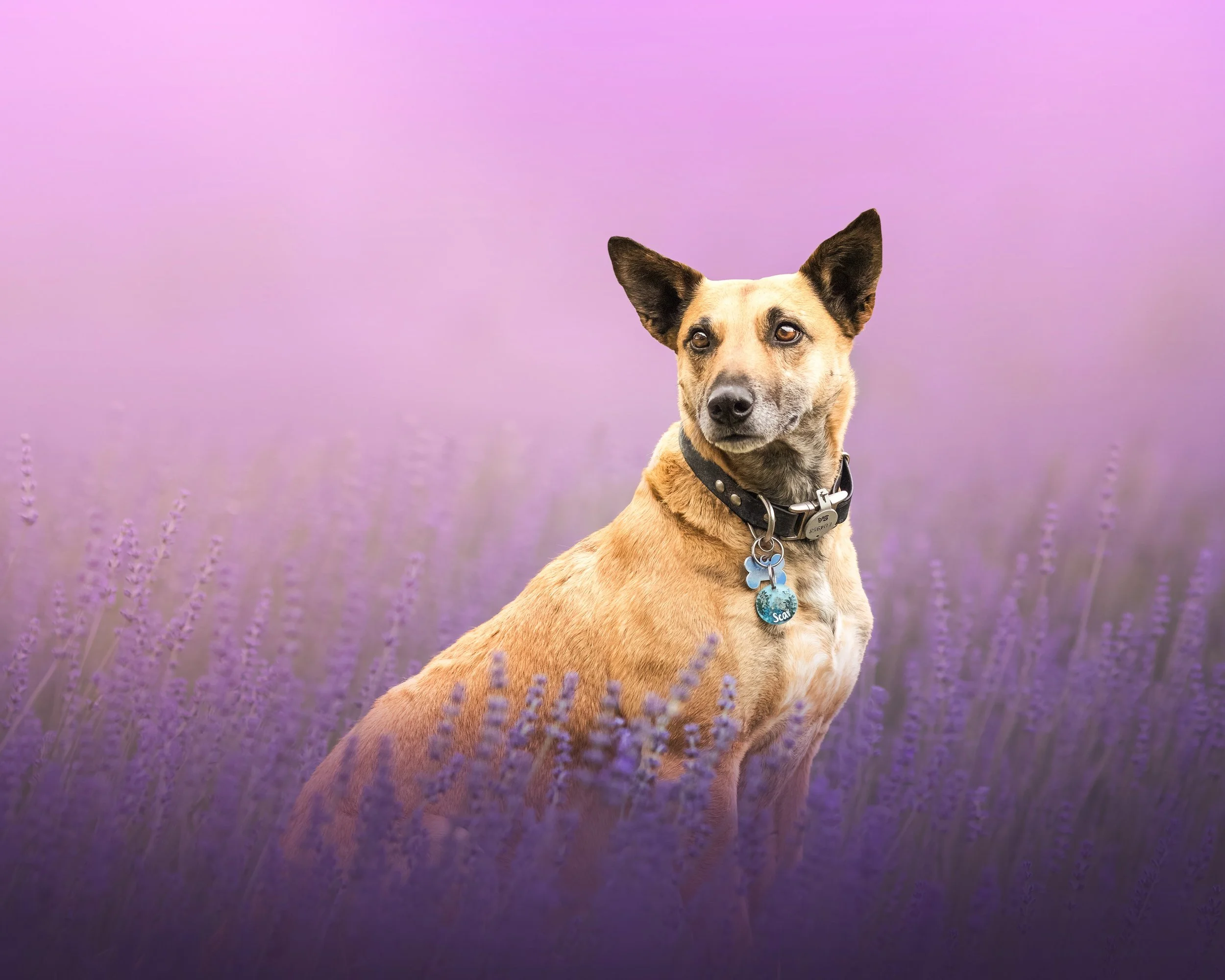 A tan dog with black ears and a black collar sitting in a field of purple flowers, with a purple background.