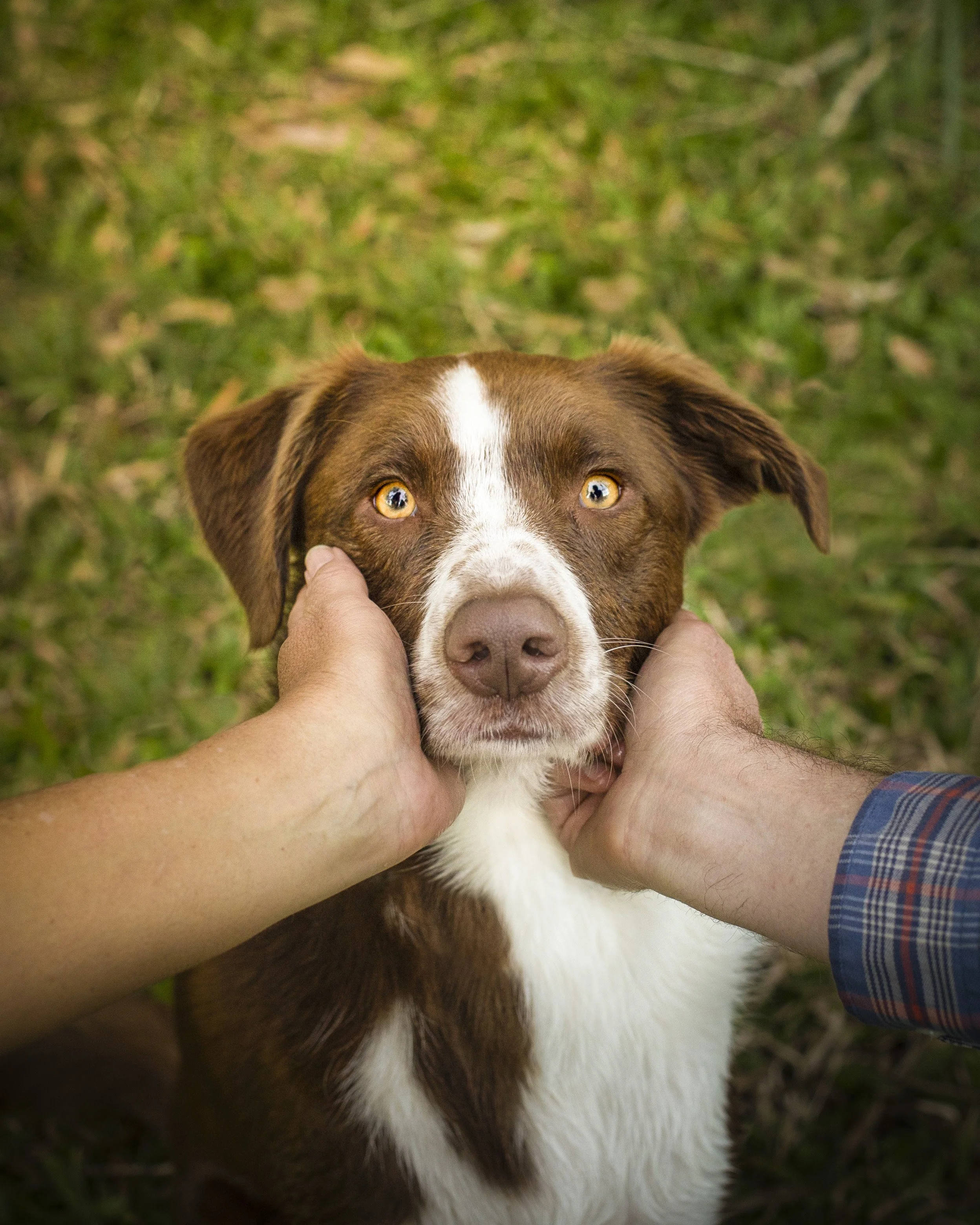 Close-up of a brown and white dog with yellow eyes, being held gently by two hands, with grass in the background.