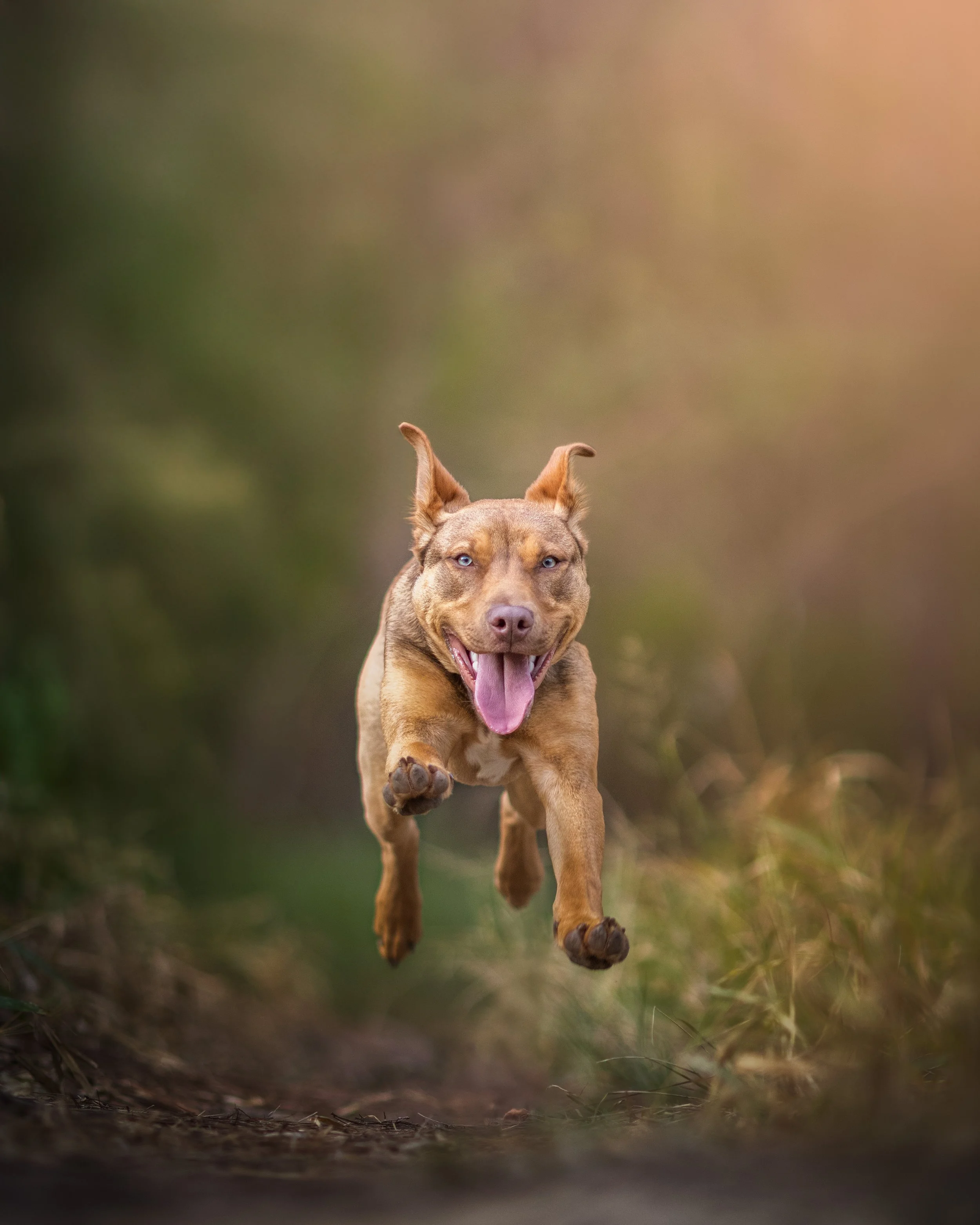 A dog with light brown fur and blue eyes running towards the camera outdoors on a dirt path, with a blurred background of green and brown foliage.