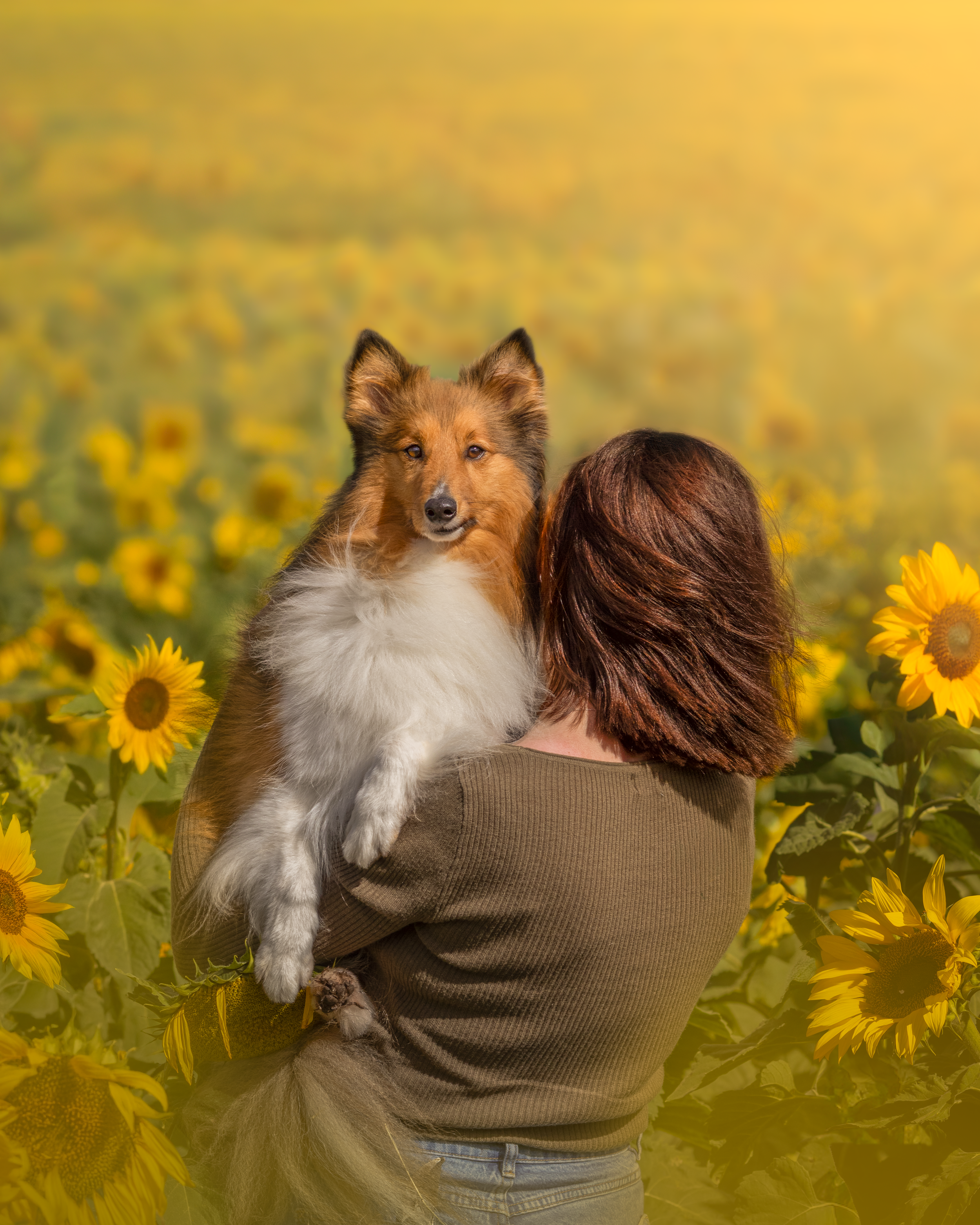 Person holding a dog in a sunflower field with bright sunlight.
