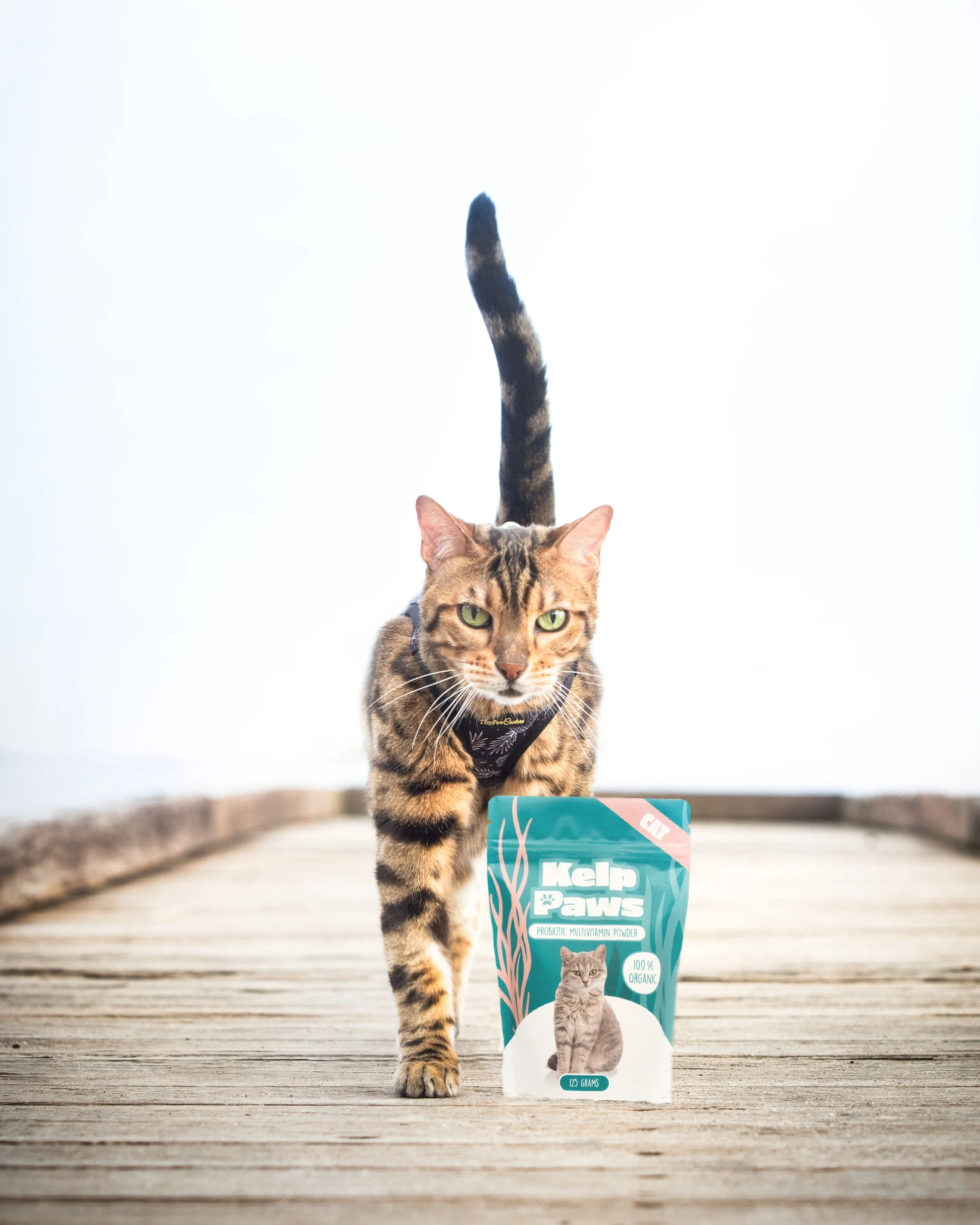 A tabby cat with green eyes walking on a wooden deck, with a bag of Kelp Paws probiotic multivitamin powder for cats in front of it, outdoors with a bright sky in the background.