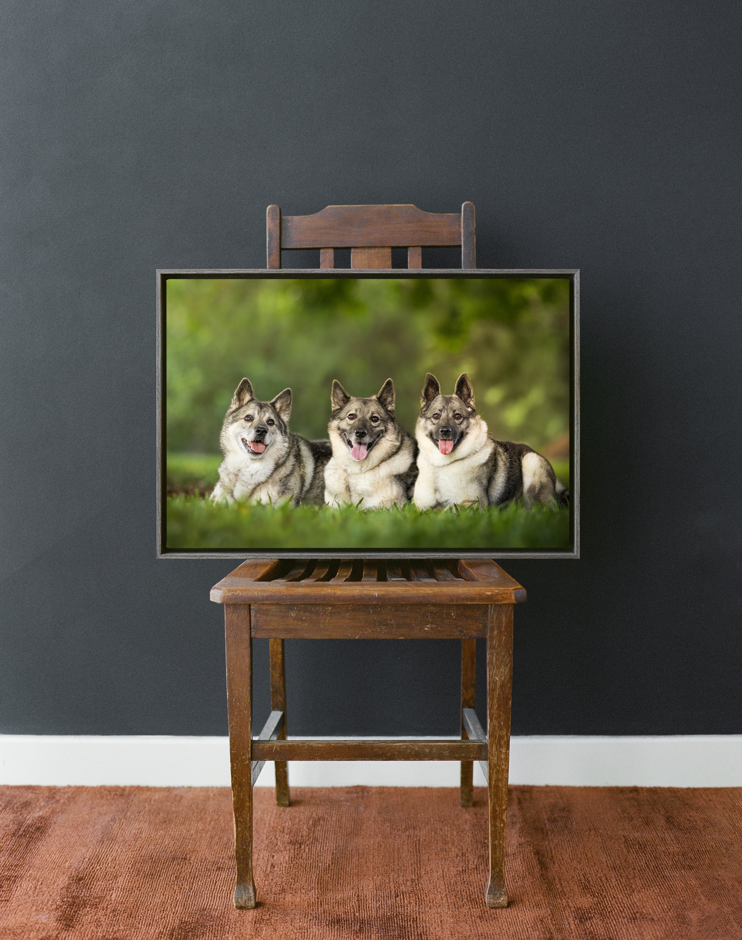 A wooden chair is placed behind a computer monitor showing three Siberian Huskies sitting on grass, with a green blurred background.