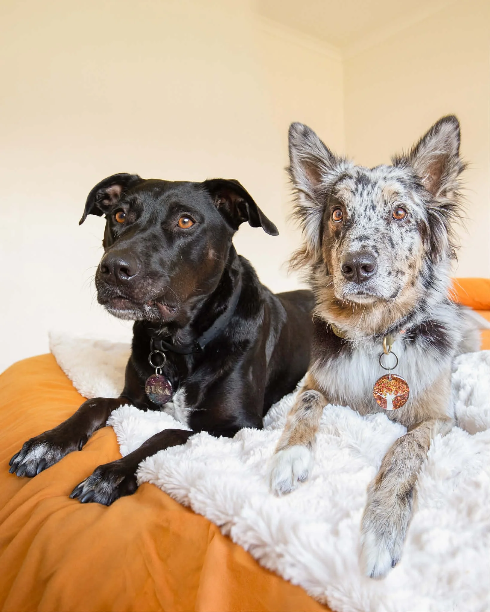 Two dogs sitting on a soft white blanket on a brown couch, one is a black dog with amber eyes and the other is a speckled gray and tan Australian Shepherd, both with tags on their collars.