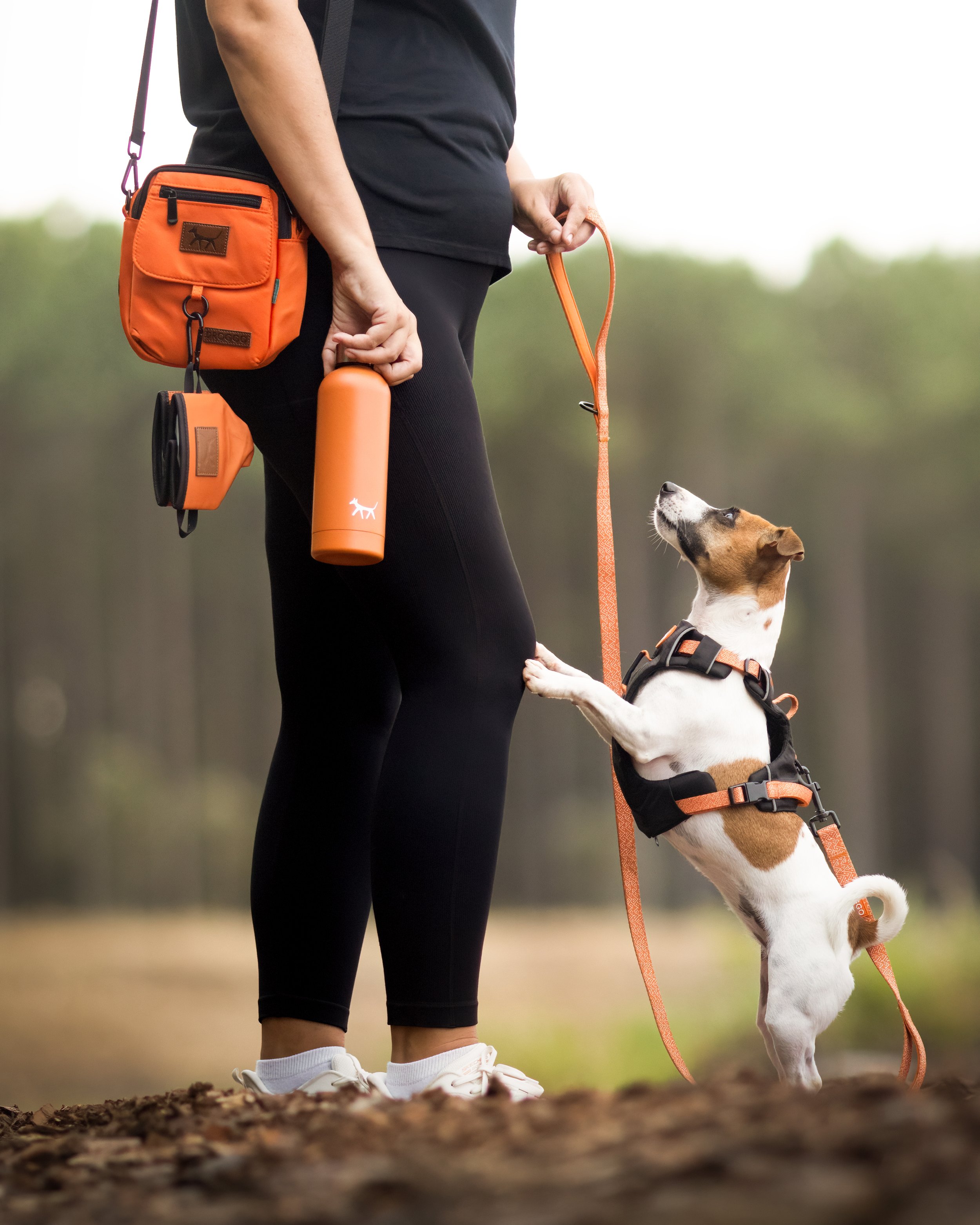A person in black athletic clothing and white sneakers is walking a small white and brown dog with a black harness, on an orange leash, on a dirt path with a blurred green background.