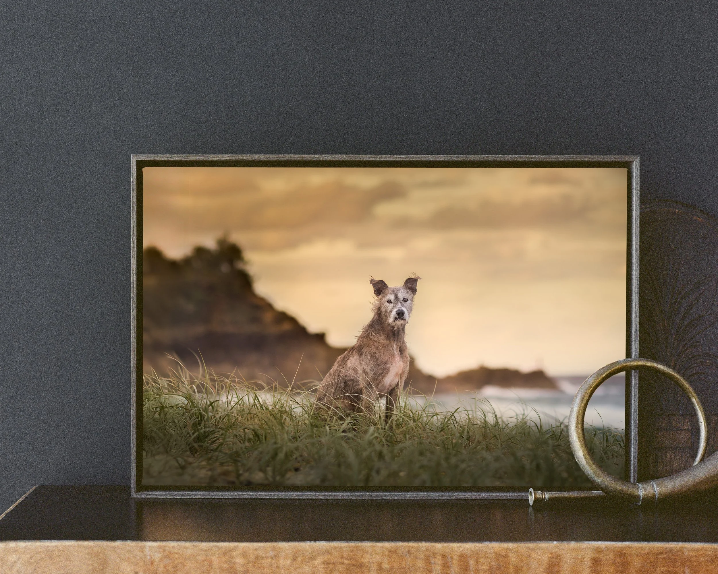 A dog with a light brown and white coat sitting on grass, viewed through a rectangular viewing window framed by a dark gray wall. The background shows a sunset with clouds and distant landscape.