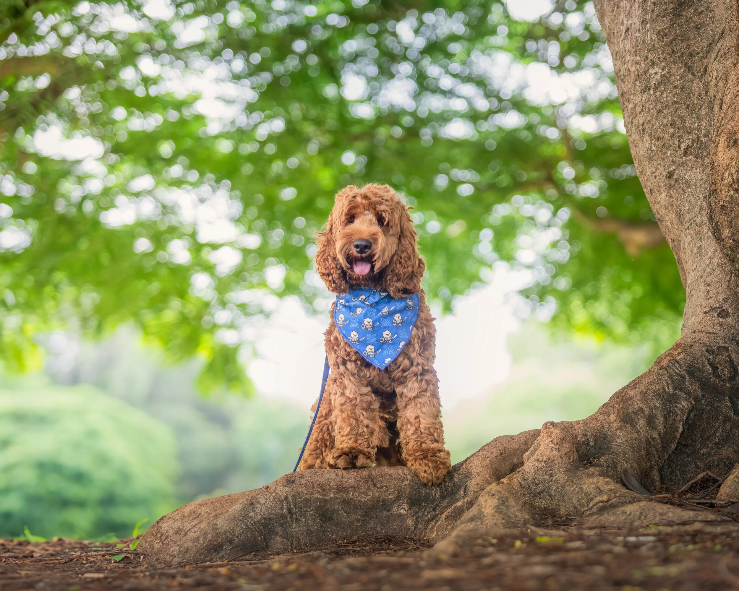 A brown curly-haired dog with a blue bandana sitting on a tree branch outdoors, surrounded by green foliage and dappled sunlight.
