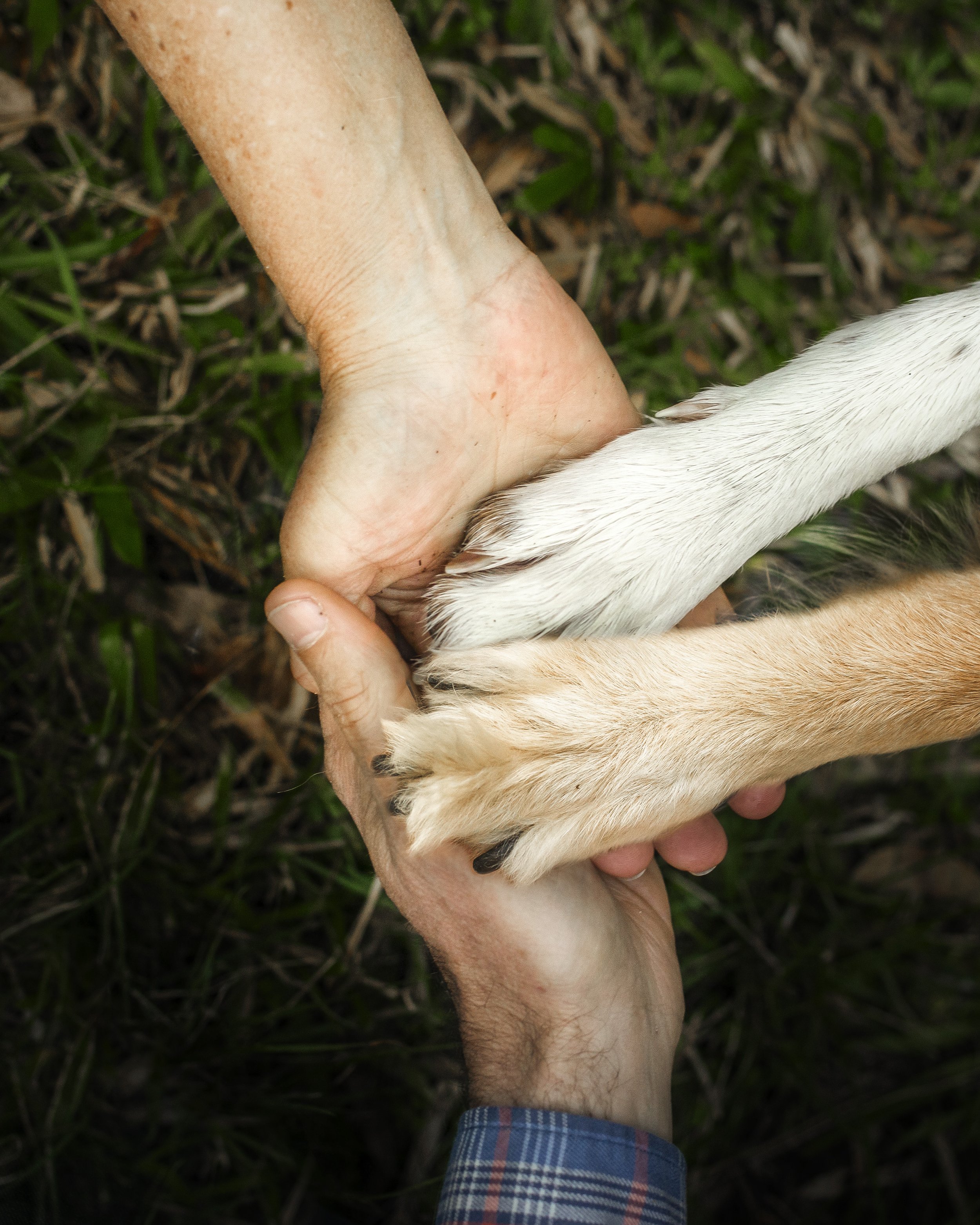 A person holding a dog's paw on grass, showing part of their arm and a plaid sleeve.