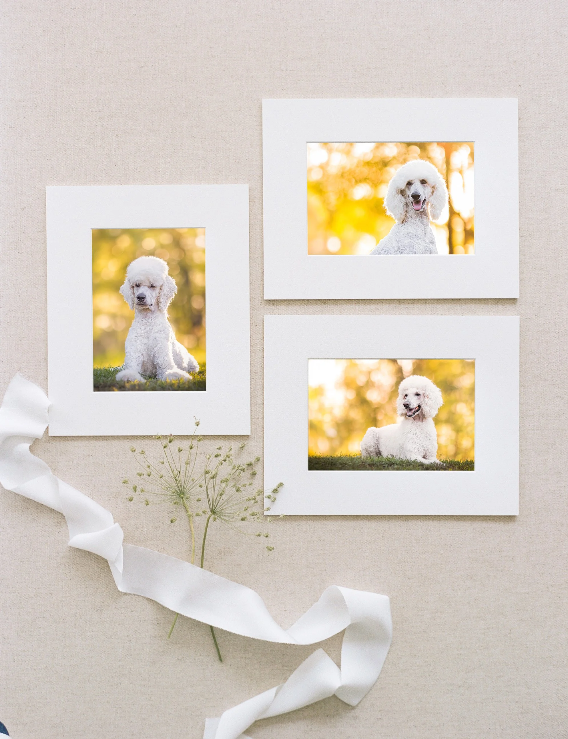 Three photos of a white poodle dog sitting outdoors during autumn, with blurred sunlit trees in the background. The dog has a curly fur coat and a happy expression.