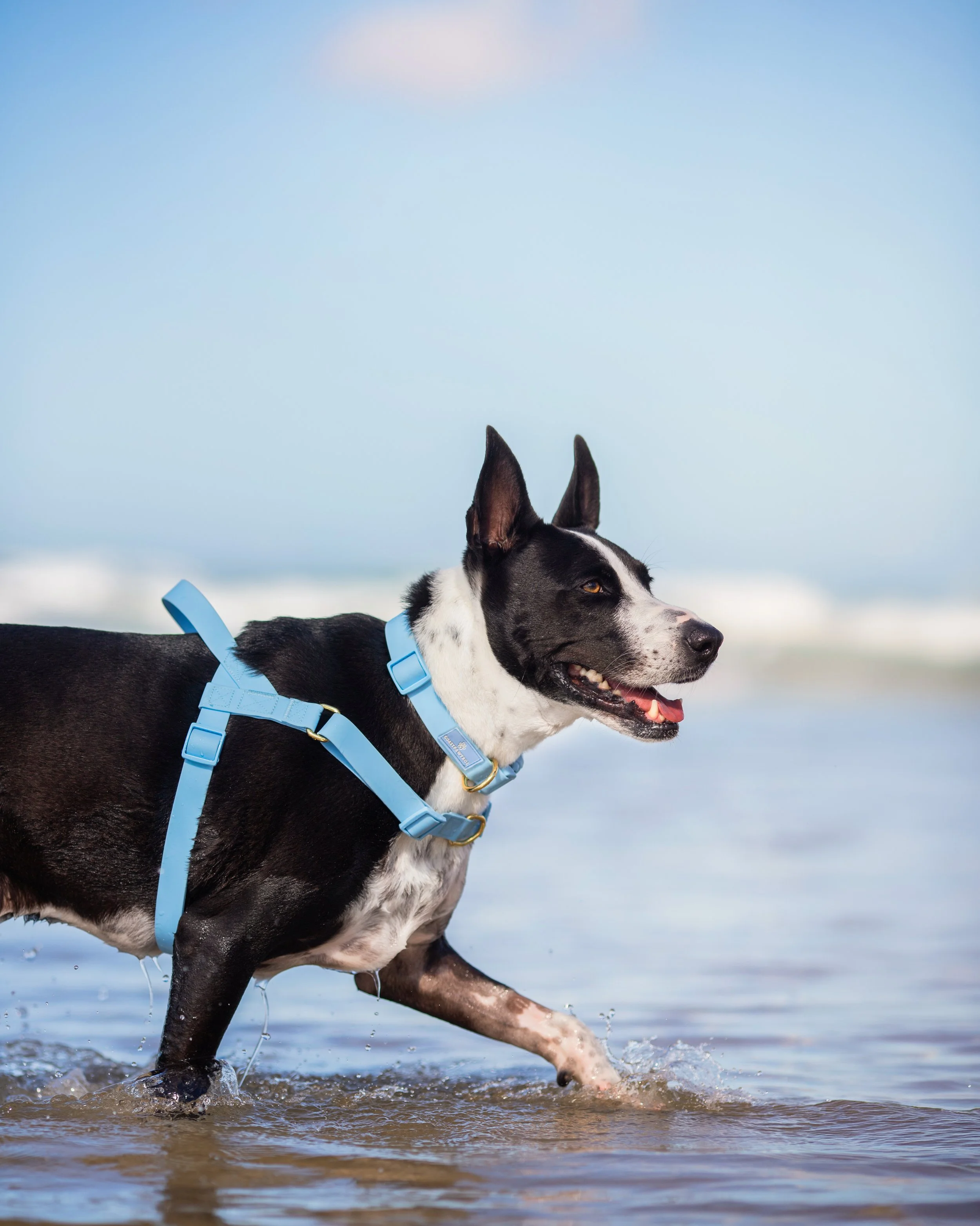 A black and white dog running through shallow water at the beach, wearing a blue harness, with waves and a cloudy sky in the background.