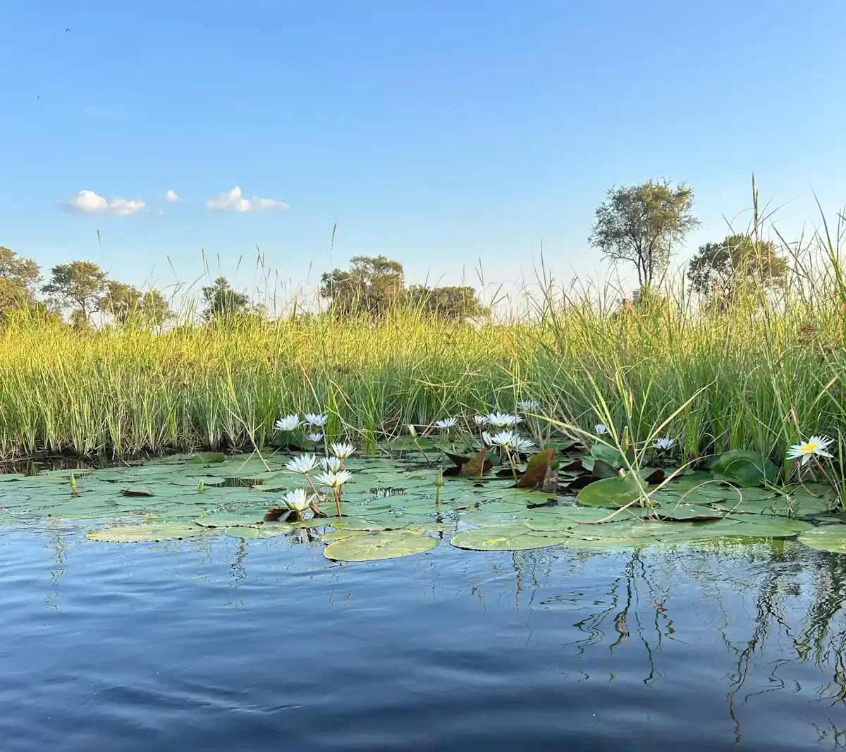A serene view from a water safari featuring blooming white water lilies and tall green reeds in a pristine wetland landscape under a clear blue sky.
