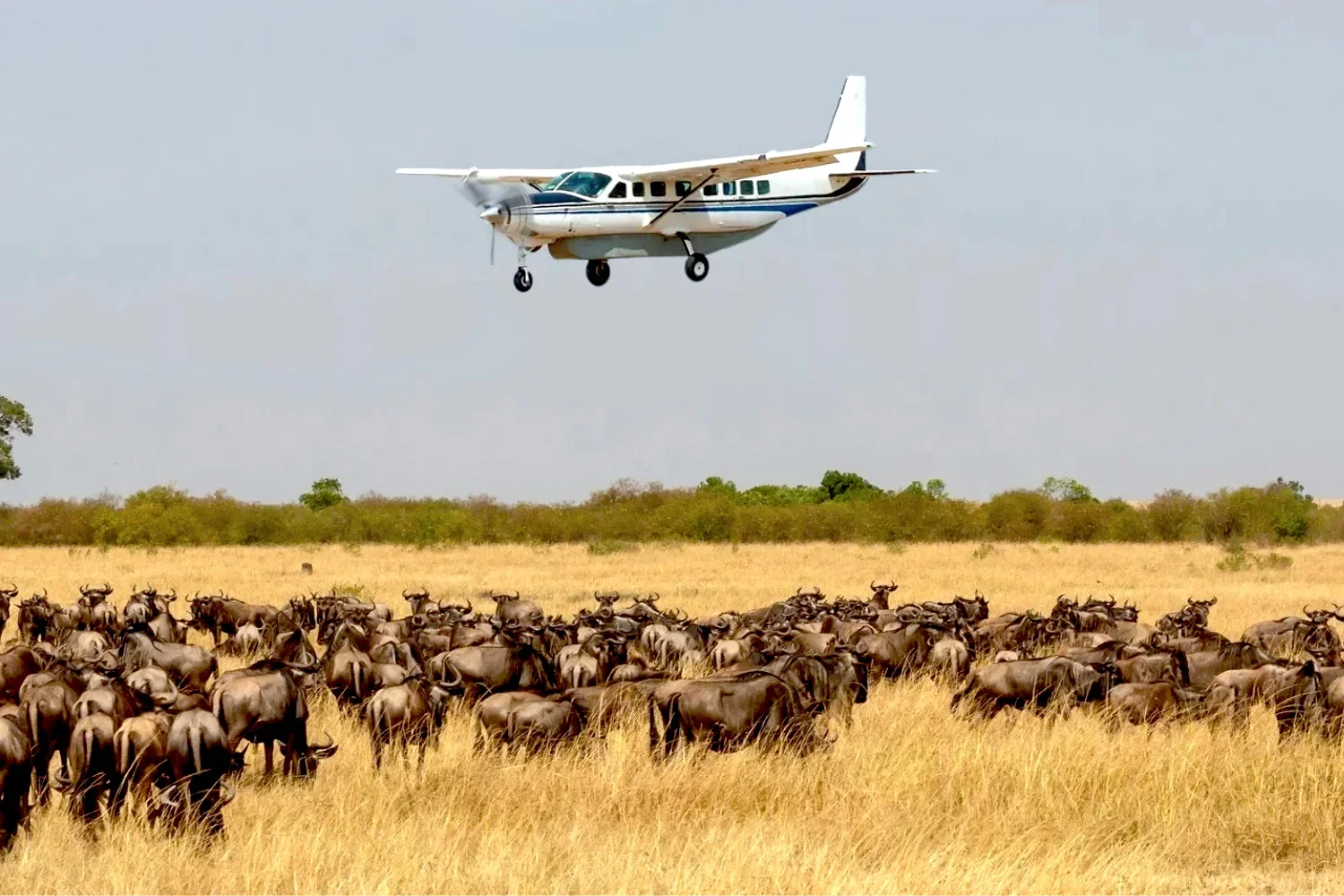 Fly-in vs. Overland Safaris in Botswana: Which One is Right for You?