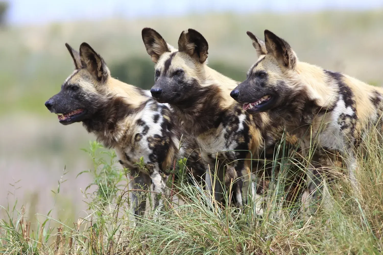Best Time to Visit Botswana: Month-by-Month Guide for Safari Enthusiasts