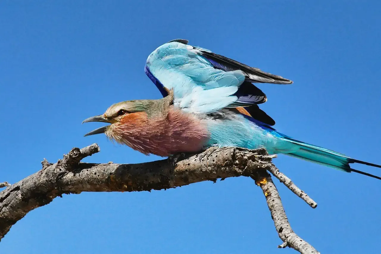 A vibrant lilac-breasted roller bird with wings partly open perched on a branch against a clear blue sky on an African safari