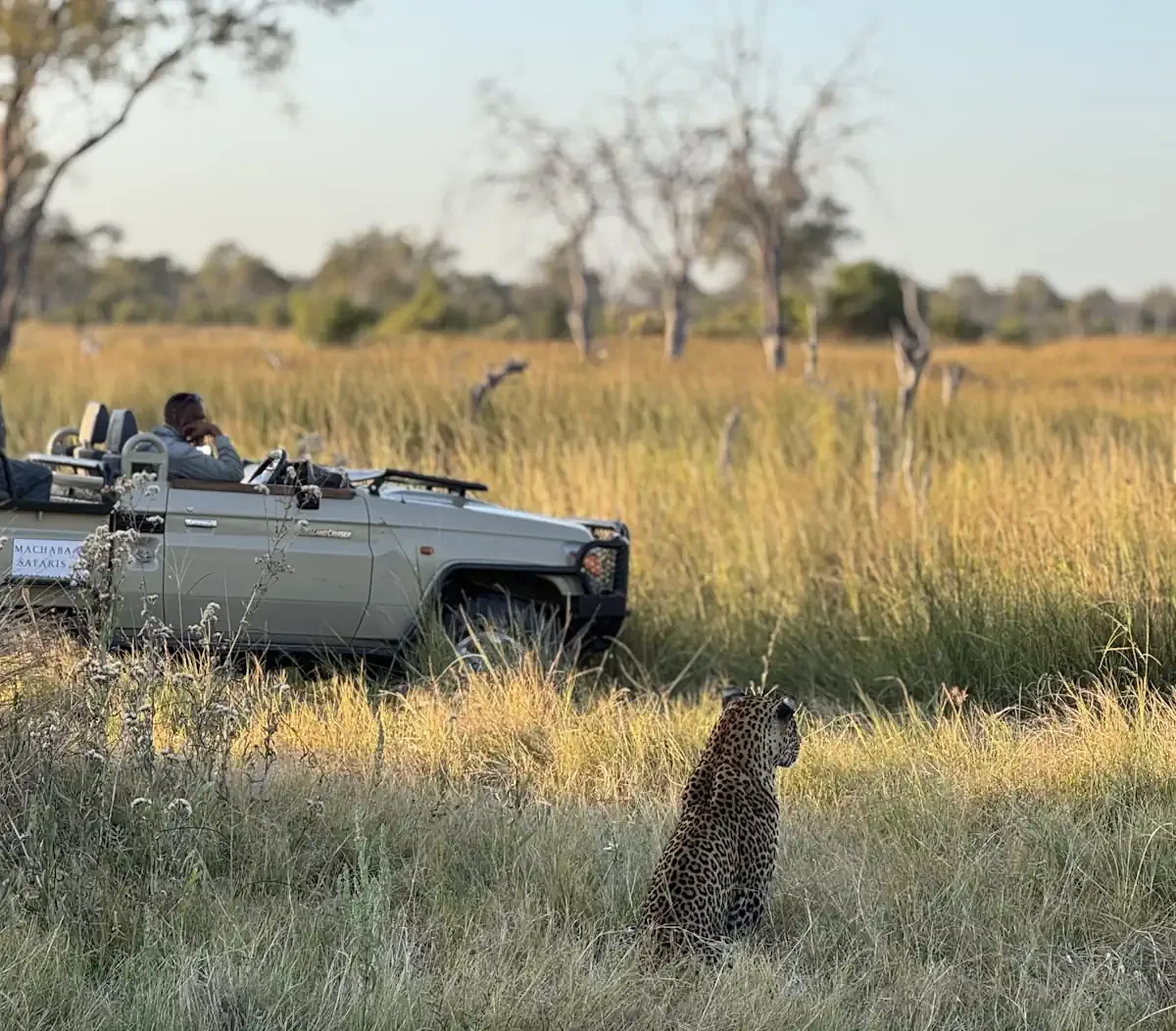 A wild leopard sits in tall golden grass observing its surroundings, while a guide in a private safari vehicle watches quietly in the background.
