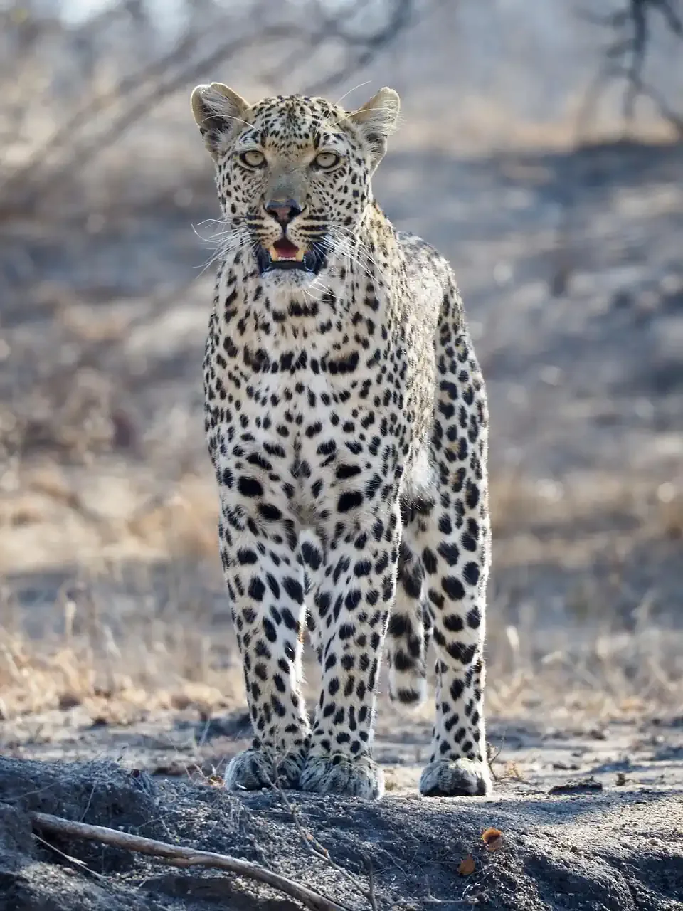 A close-up portrait of a wild leopard in its natural habitat during a guided African safari
