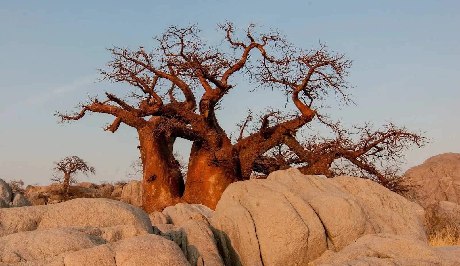 A massive, ancient baobab tree glowing in the warm sunlight, surrounded by large, smooth boulders in the vast, dry desert landscape of the Kalahari and Makgadikgadi region in Botswana.