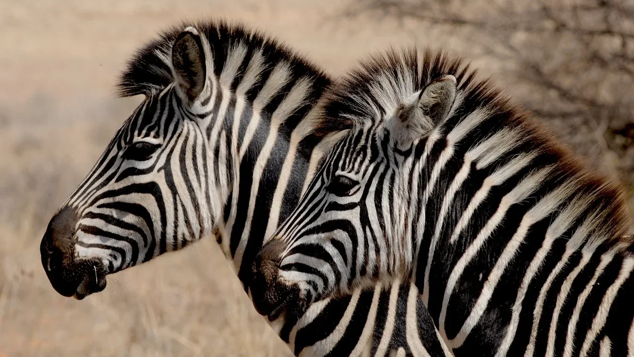 A close up side profile of two wild zebras standing together in the savanna during an African safari wildlife encounter