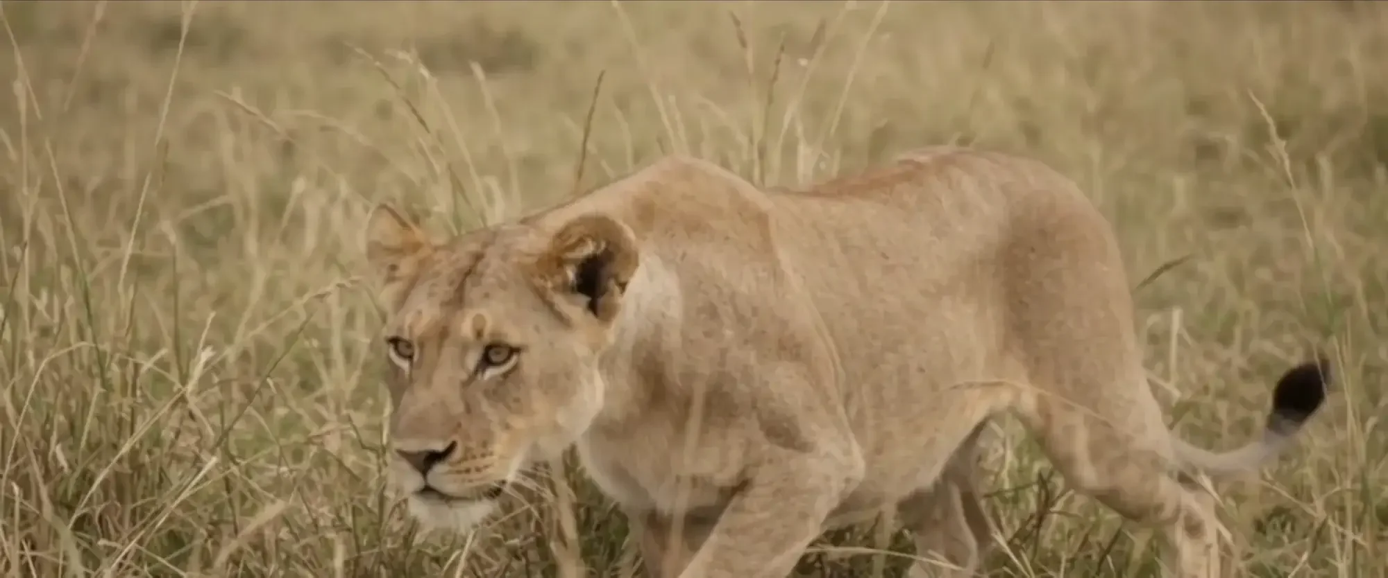 botswana-safari-experience-lioness-encounter.webp