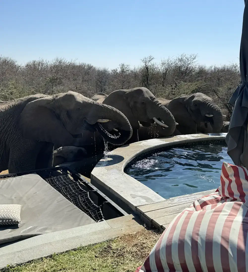 An incredible close-up wildlife encounter showing a herd of wild elephants drinking water directly from a luxury safari lodge's private plunge pool next to a sunbed.