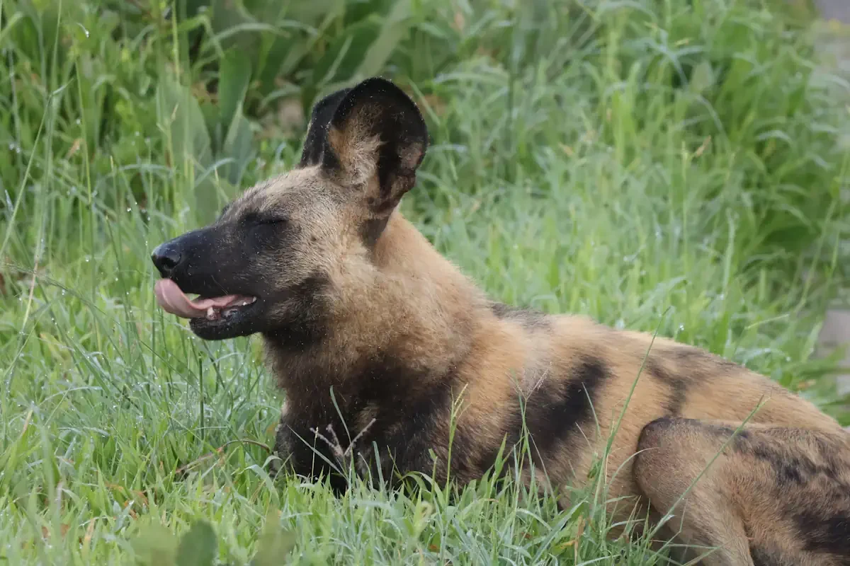 A rare African wild dog resting peacefully in dew-covered green grass during a morning safari game drive.
