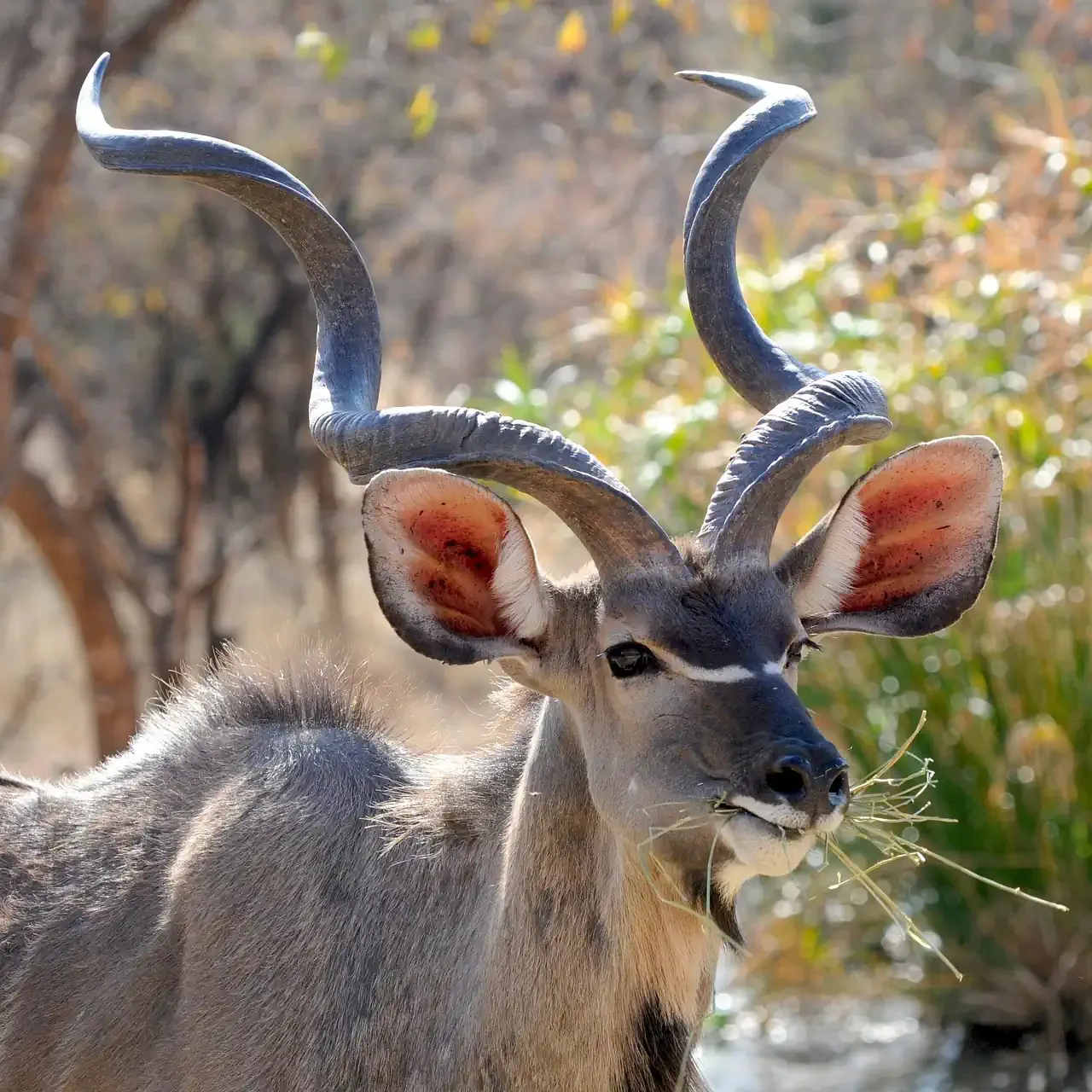 A close up of a wild male kudu antelope with large spiral horns eating grass during an African safari wildlife encounter
