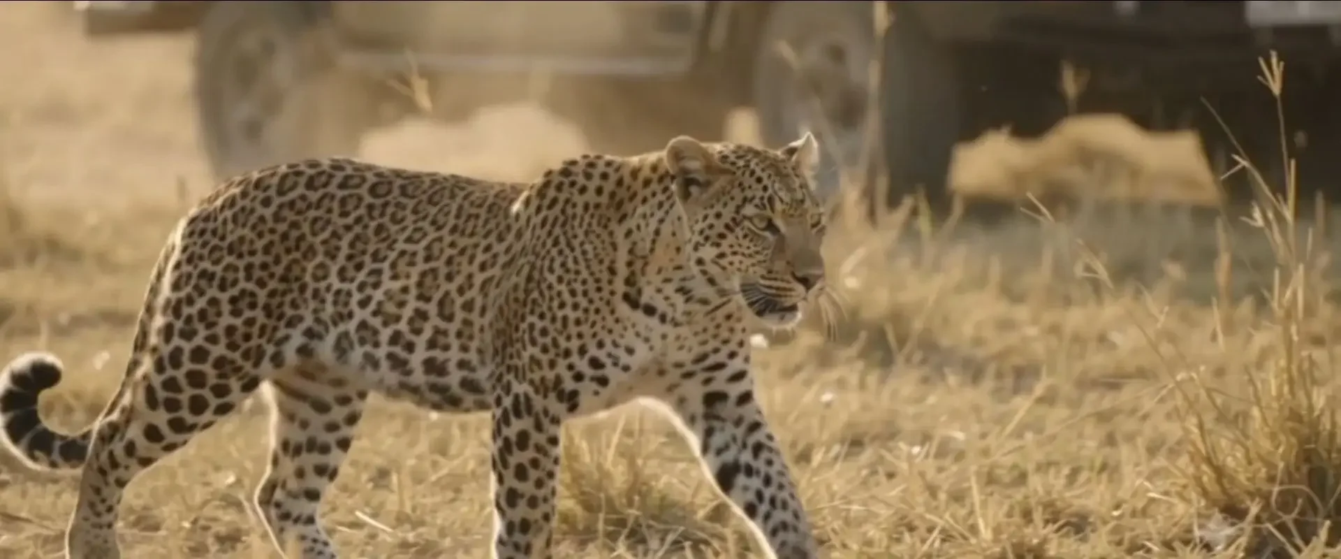 botswana-safari-leopard-game-drive.webp