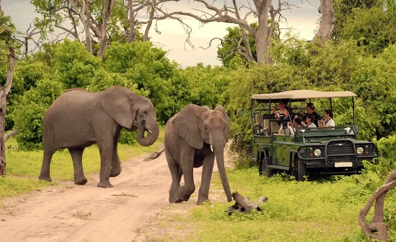 A family in an open-top 4x4 safari vehicle enjoying a close, safe encounter with two wild elephants crossing a dirt track during a lush green season game drive in Botswana.