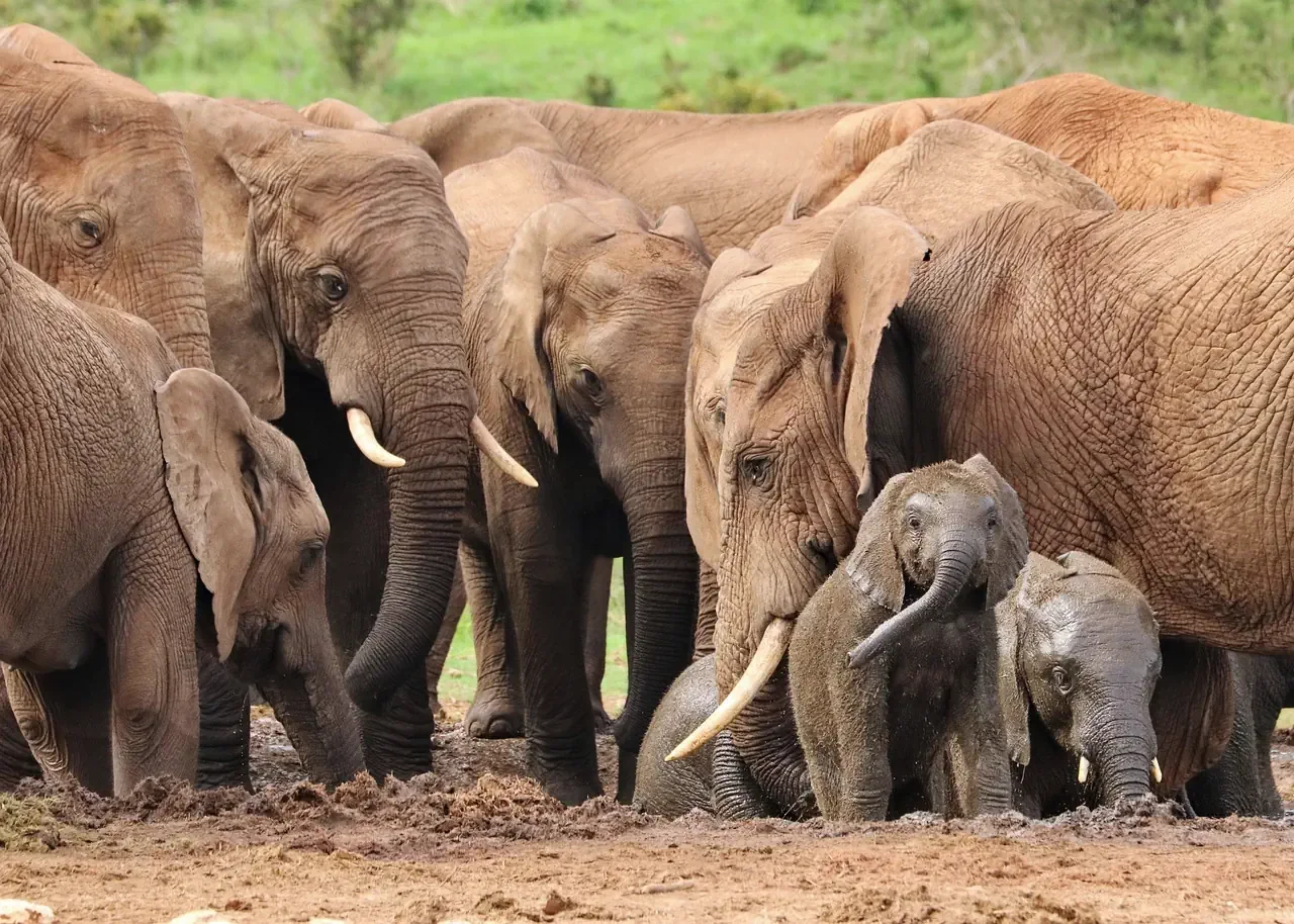 A large herd of wild elephants including a young calf standing together in the untamed bush of Zimbabwe