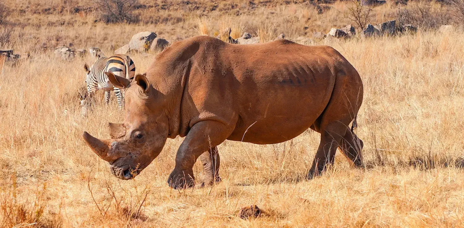 A rhinoceros and a zebra standing in the golden grass of a South African private game reserve.