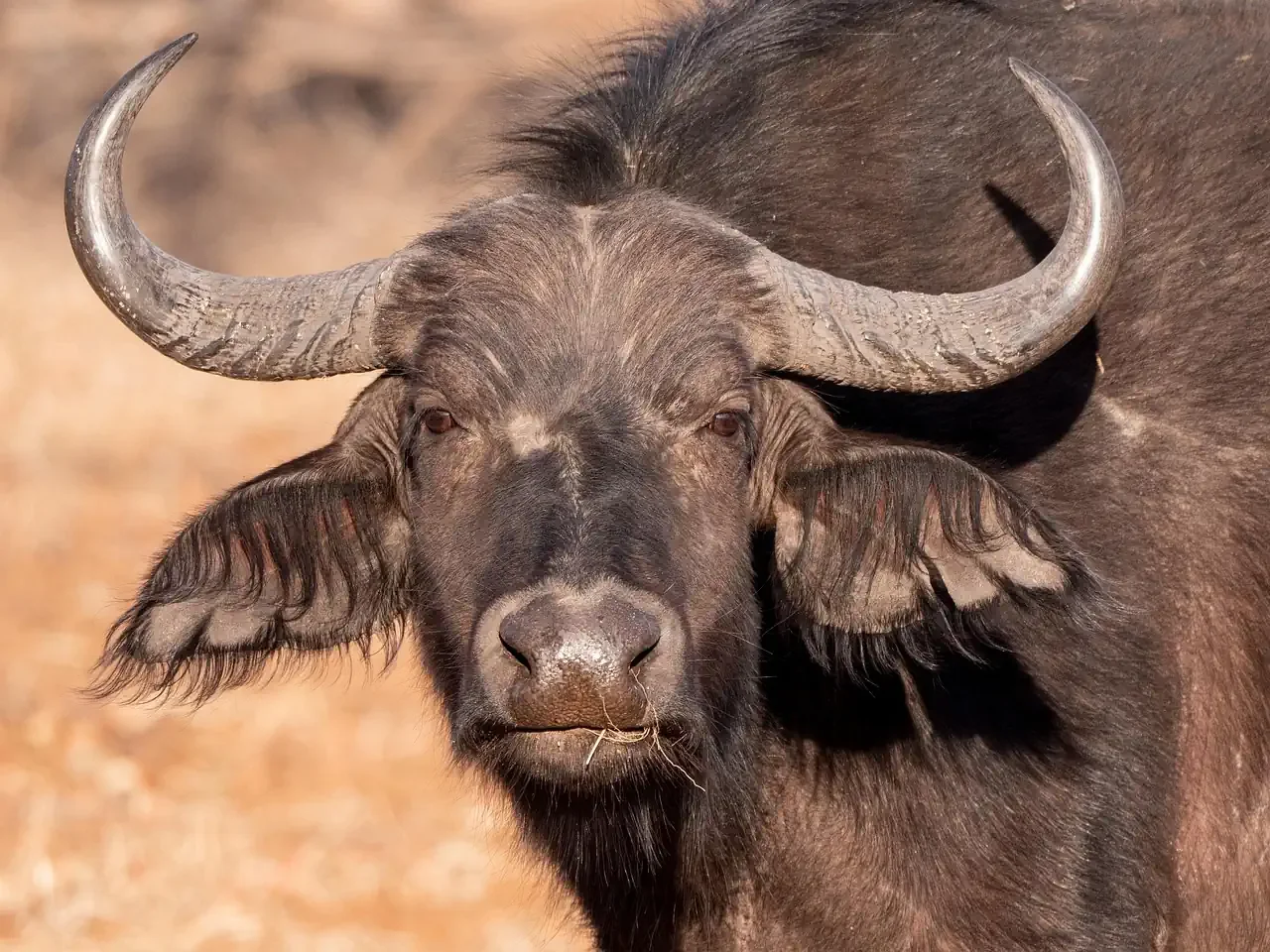 A close up portrait of a wild Cape buffalo showing its large horns during an African safari wildlife encounter