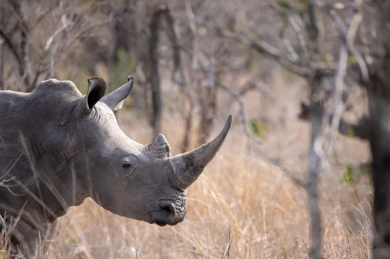 A close up profile of a wild rhinoceros in a private reserve during a South African luxury safari