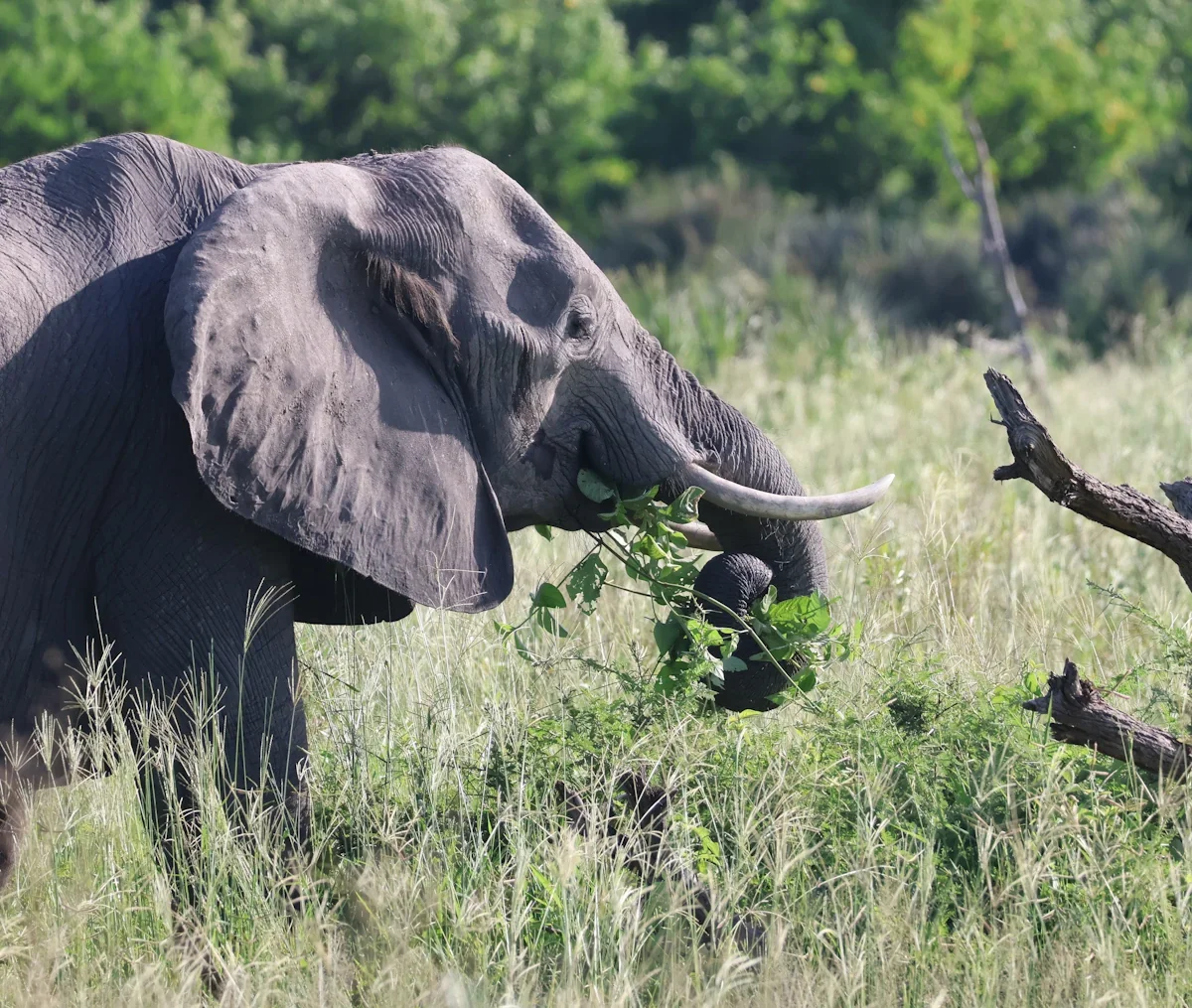 A close-up view of a majestic wild African elephant using its trunk to gather fresh green leaves in a sunlit, grassy savanna landscape.