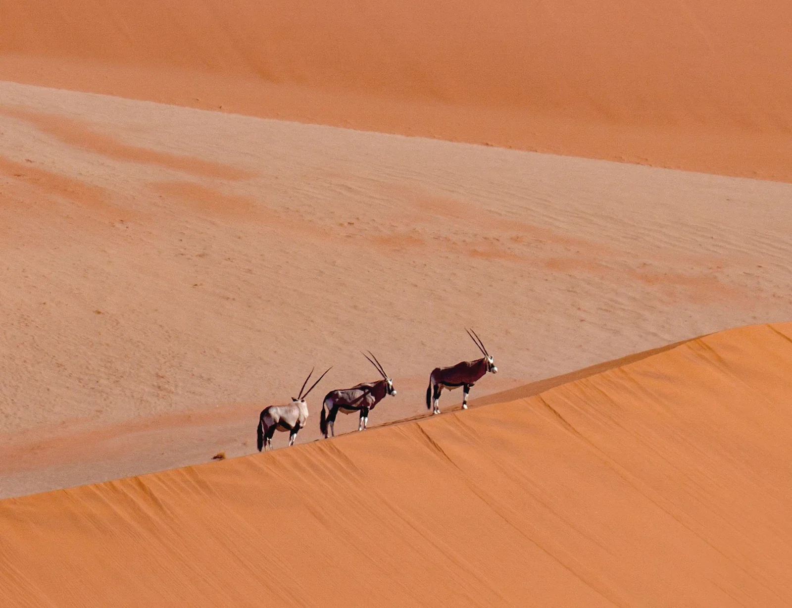 Three oryx walking across the towering, ancient red dunes of Sossusvlei in Namibia.